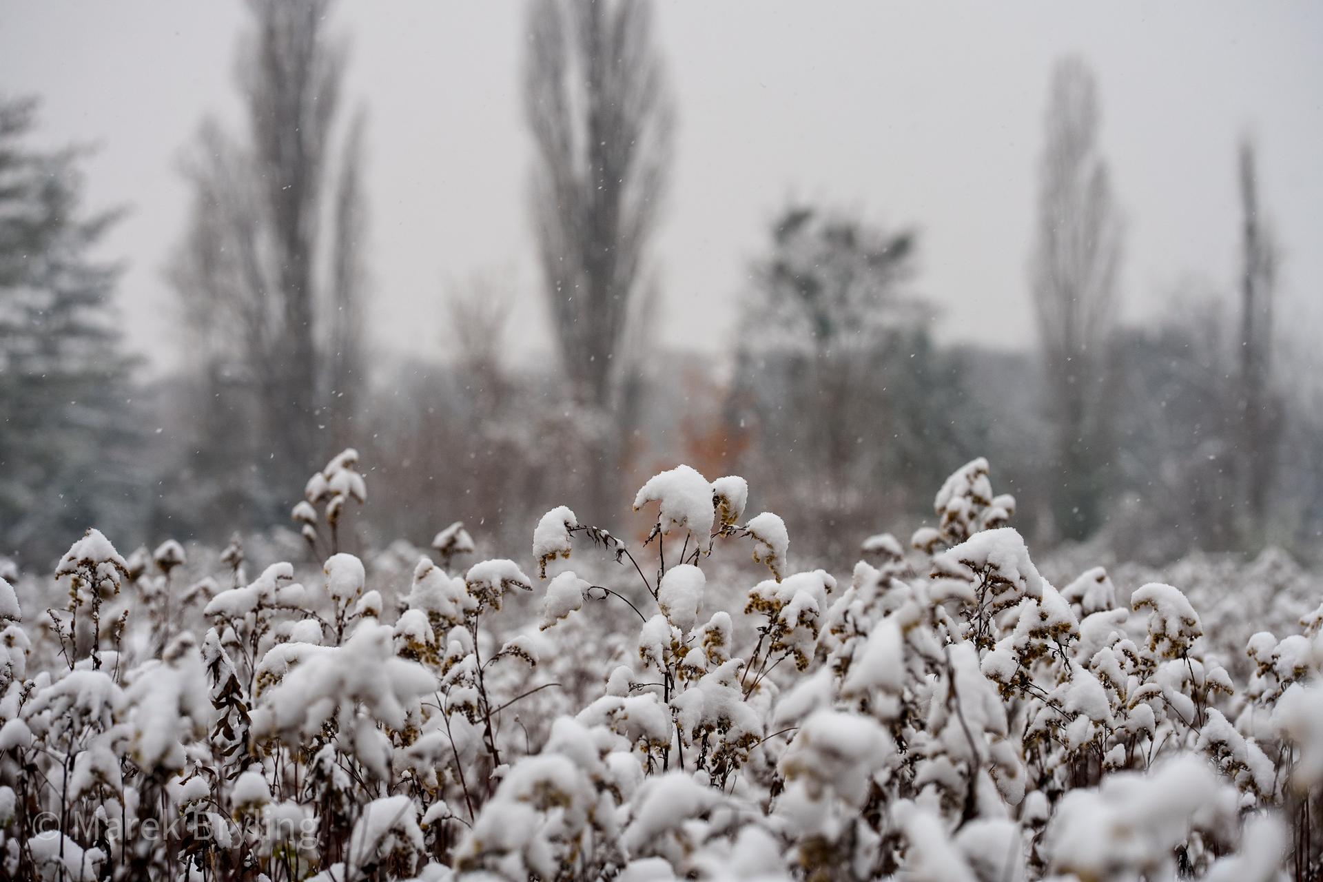 Malowniczy zimowy krajobraz przedstawiający oszronioną roślinność na pierwszym planie oraz wysokie, zamglone drzewa w tle, uchwycony w mroźny grudniowy poranek.