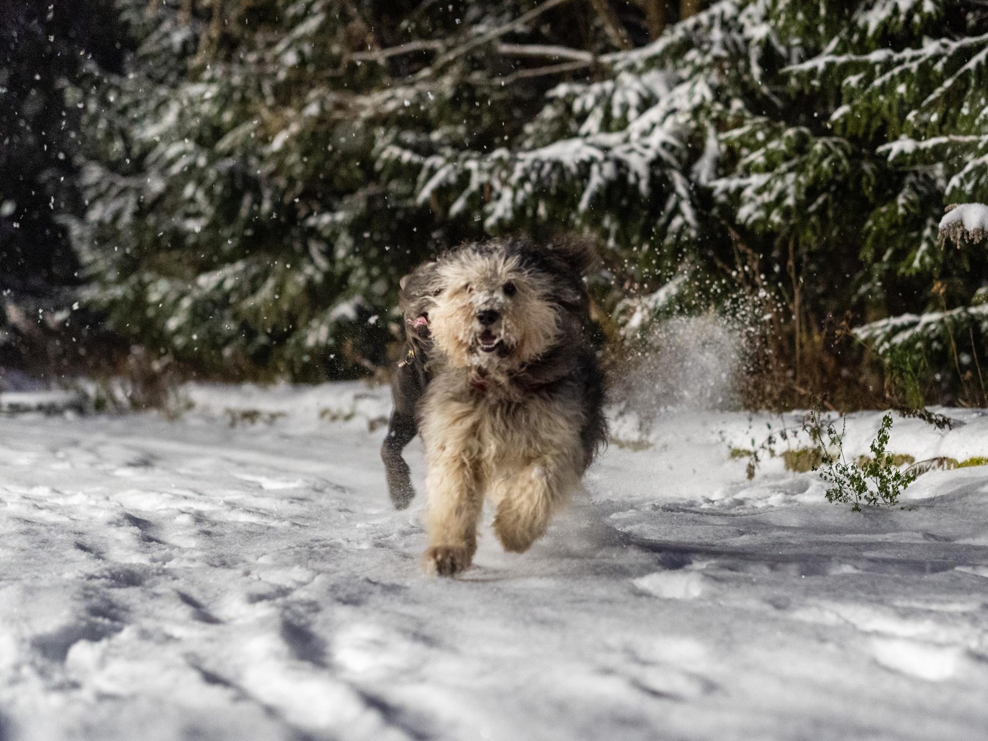 Uroczy, puszysty pies radośnie biegnie przez ośnieżony las w mroźny, grudniowy poranek.