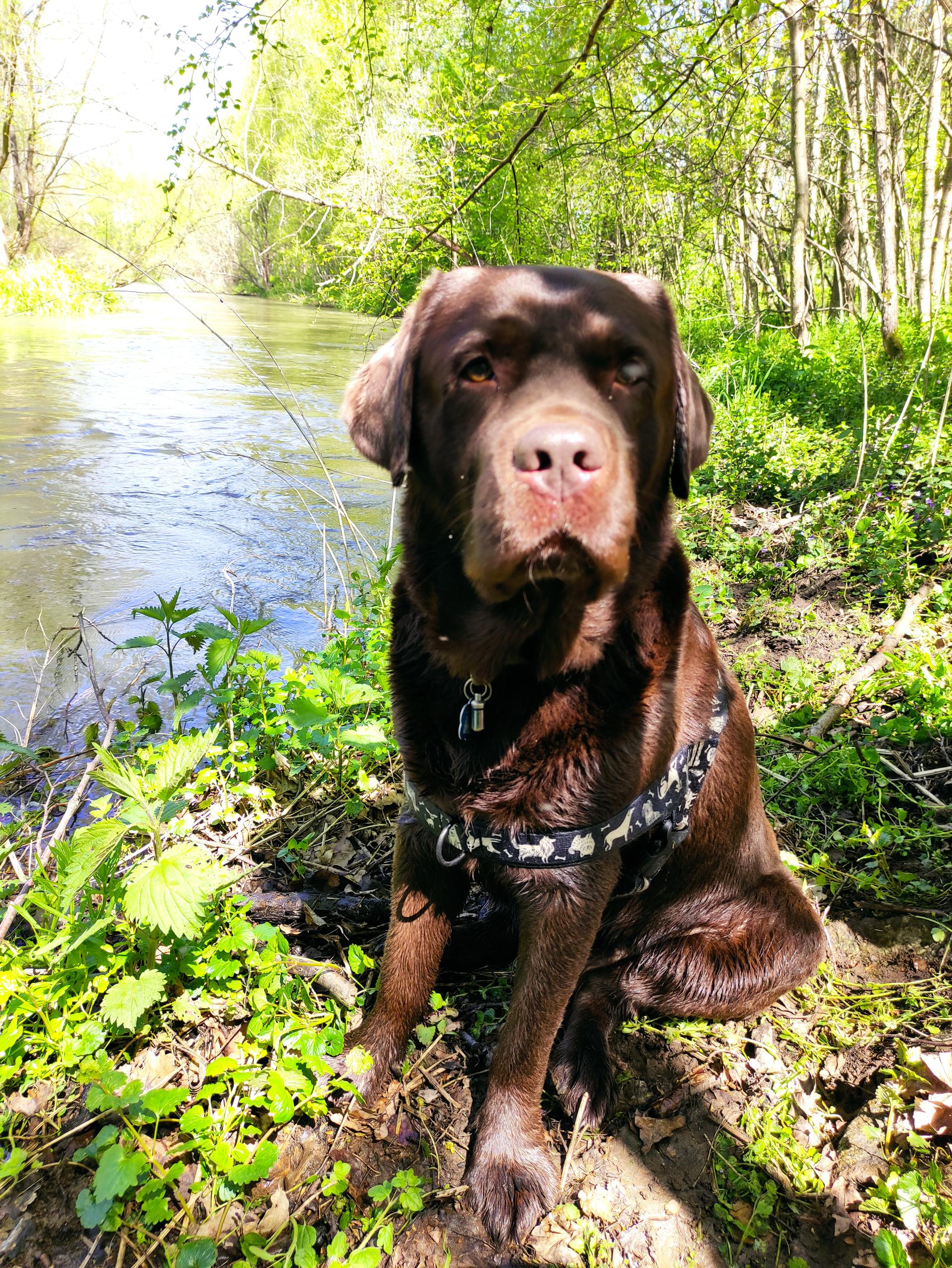 Czekoladowy labrador odpoczywający nad brzegiem rzeki w słoneczny, majowy dzień.