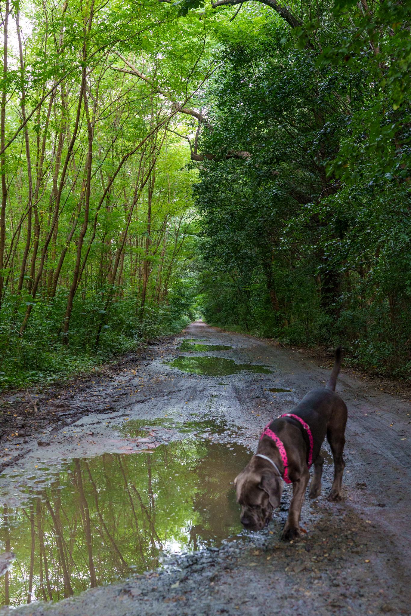 Pies na spacerze w lesie, pijący wodę z kałuży na błotnistej ścieżce otoczonej gęstą zielenią drzew.
