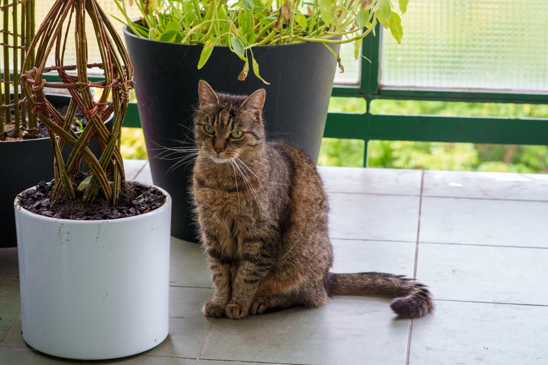 Uroczy bury kot siedzący na tarasie obok estetycznych roślin doniczkowych.