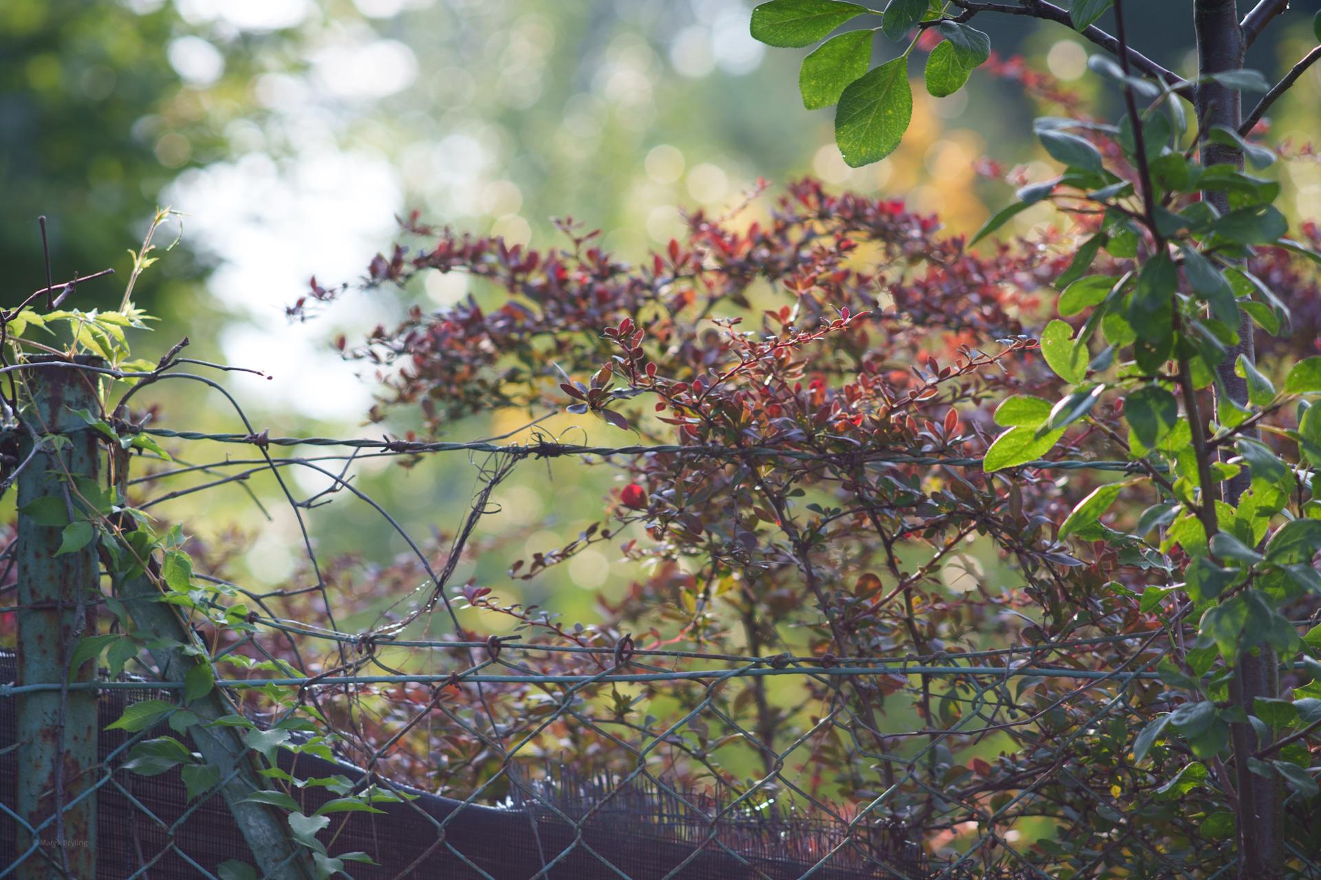 Nastrojowe ujęcie zarośniętego płotu z drutem kolczastym i krzewem o bordowych liściach w tle.