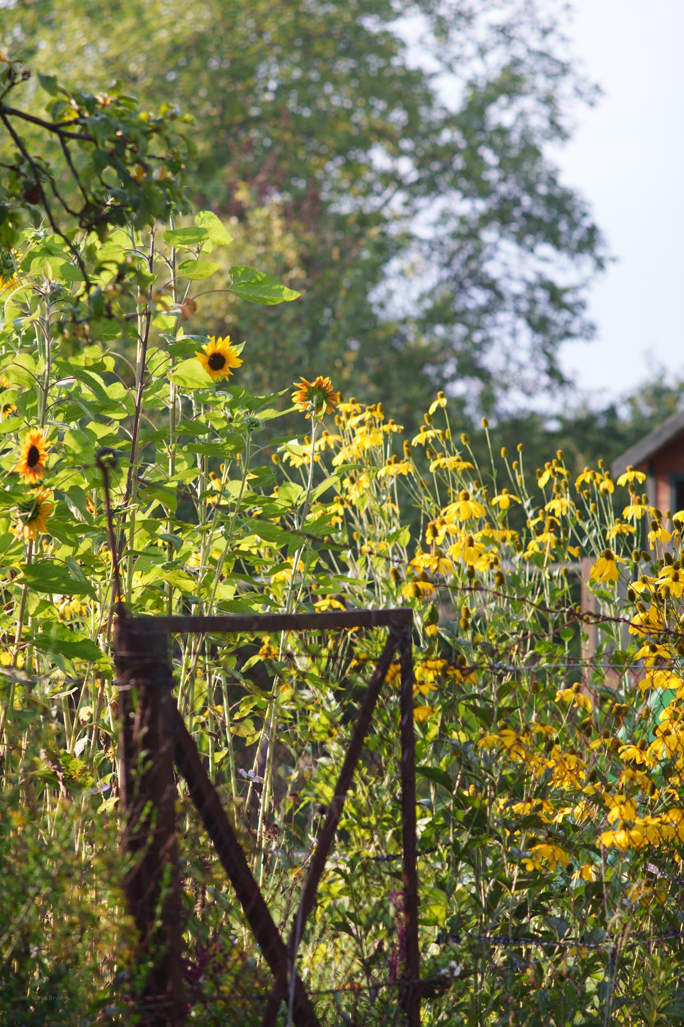 Słoneczniki kwitnące przy starym metalowym ogrodzeniu w letnim ogrodzie o poranku. Sielski, rustykalny klimat uchwycony w ciepłym świetle.