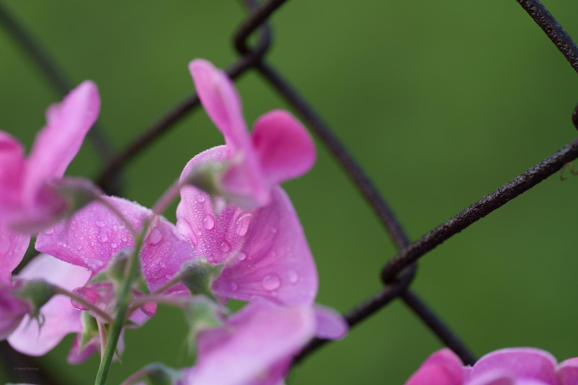 Delikatne różowe kwiaty z kroplami rosy na tle czarnej siatki ogrodzeniowej.