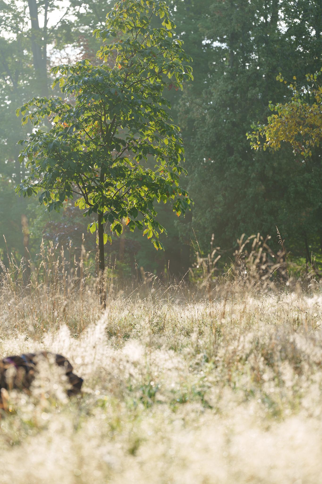 Spokojny, mglisty poranek w lesie z psem biegającym pośród wysokich, wysuszonych traw.