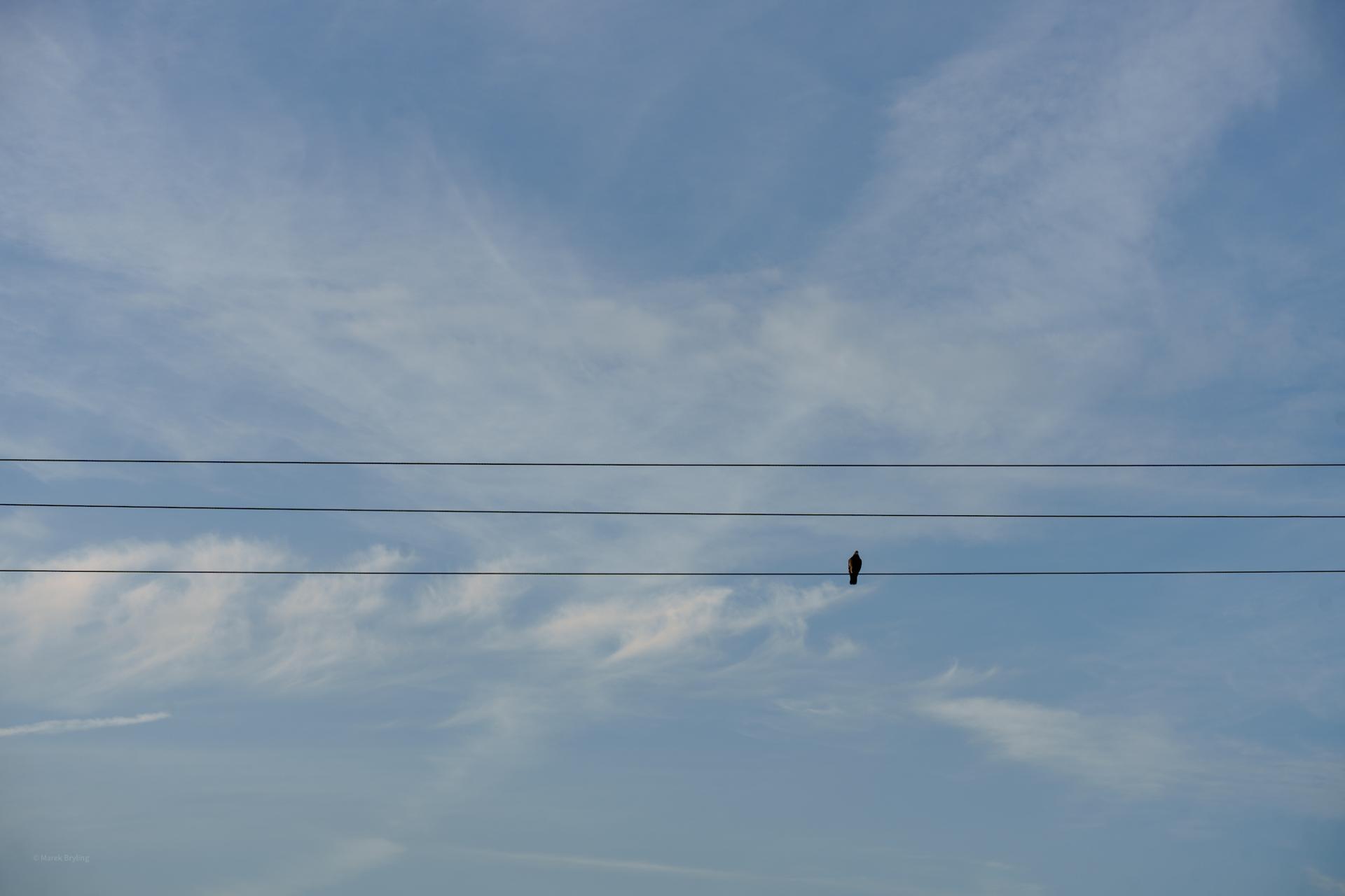Pojedynczy ptak siedzący na liniach wysokiego napięcia na tle błękitnego, lekko zachmurzonego nieba o poranku. Minimalistyczny i spokojny kadr uchwycony o świcie.