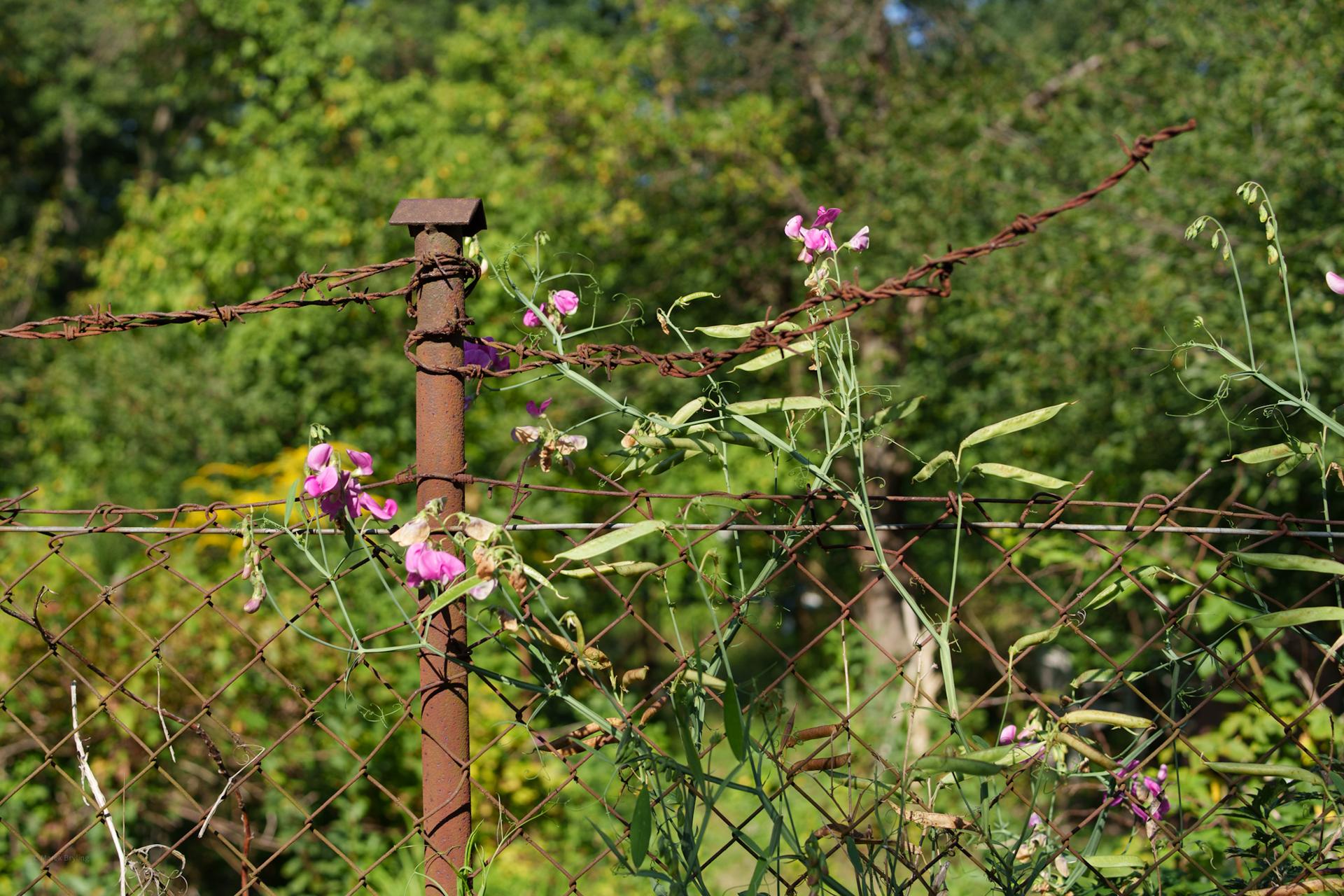Delikatne różowe kwiaty pnące się po starym, rdzawym ogrodzeniu z drutu kolczastego na tle bujnej letniej zieleni.