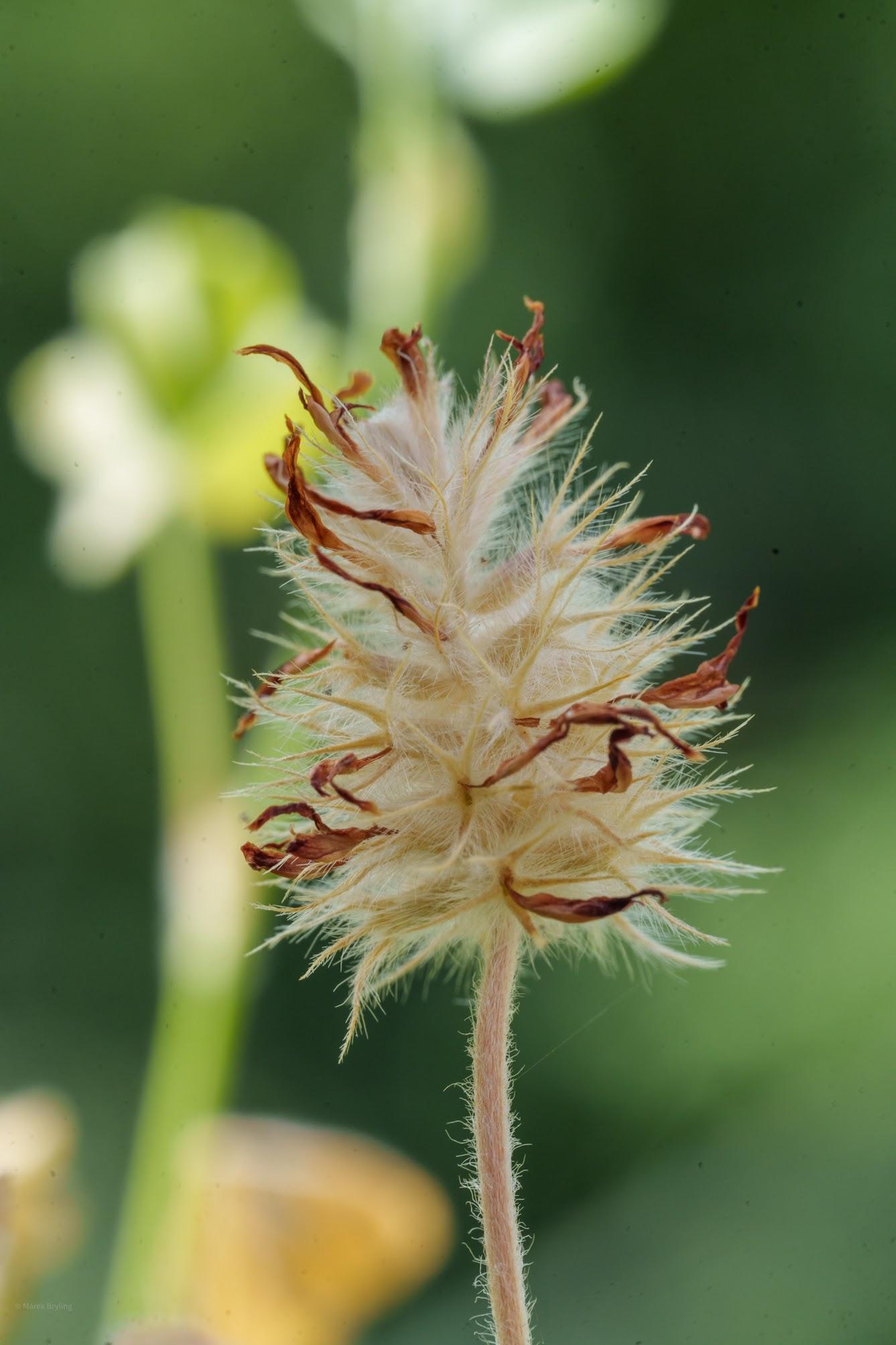 Zbliżenie na delikatny, puszysty kwiatostan koniczyny polnej, uchwycony w miękkim świetle na tle zielonej natury.