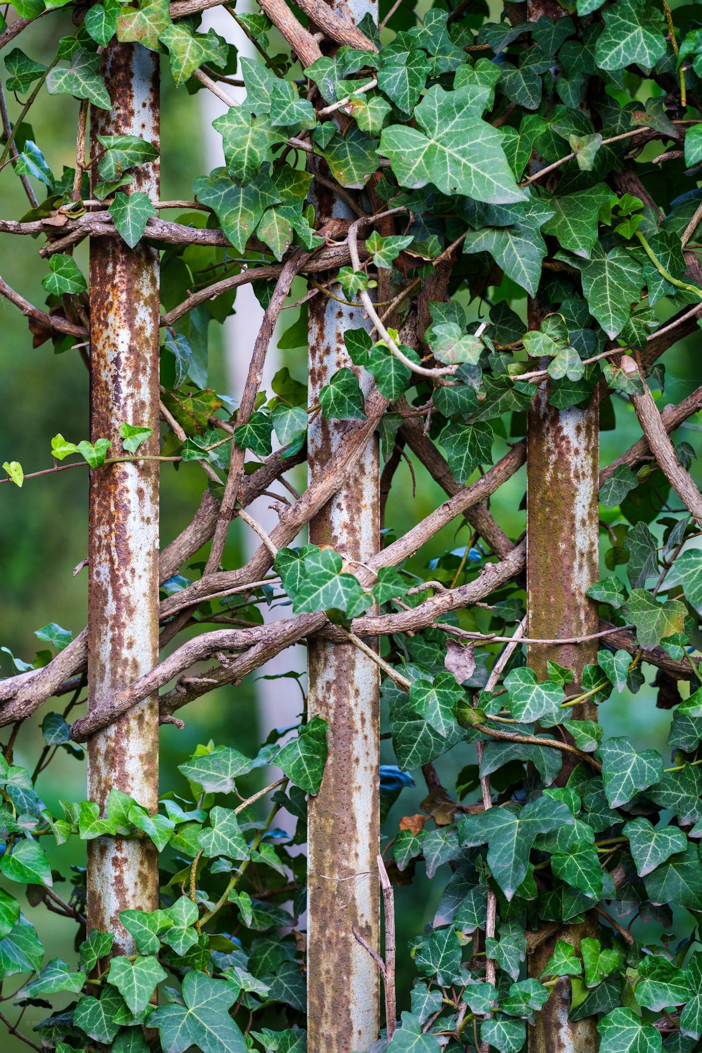 Zbliżenie na pionowe pnie drzew lub drewniane słupy gęsto porośnięte zielonym bluszczem, tworzące naturalną, rustykalną teksturę.