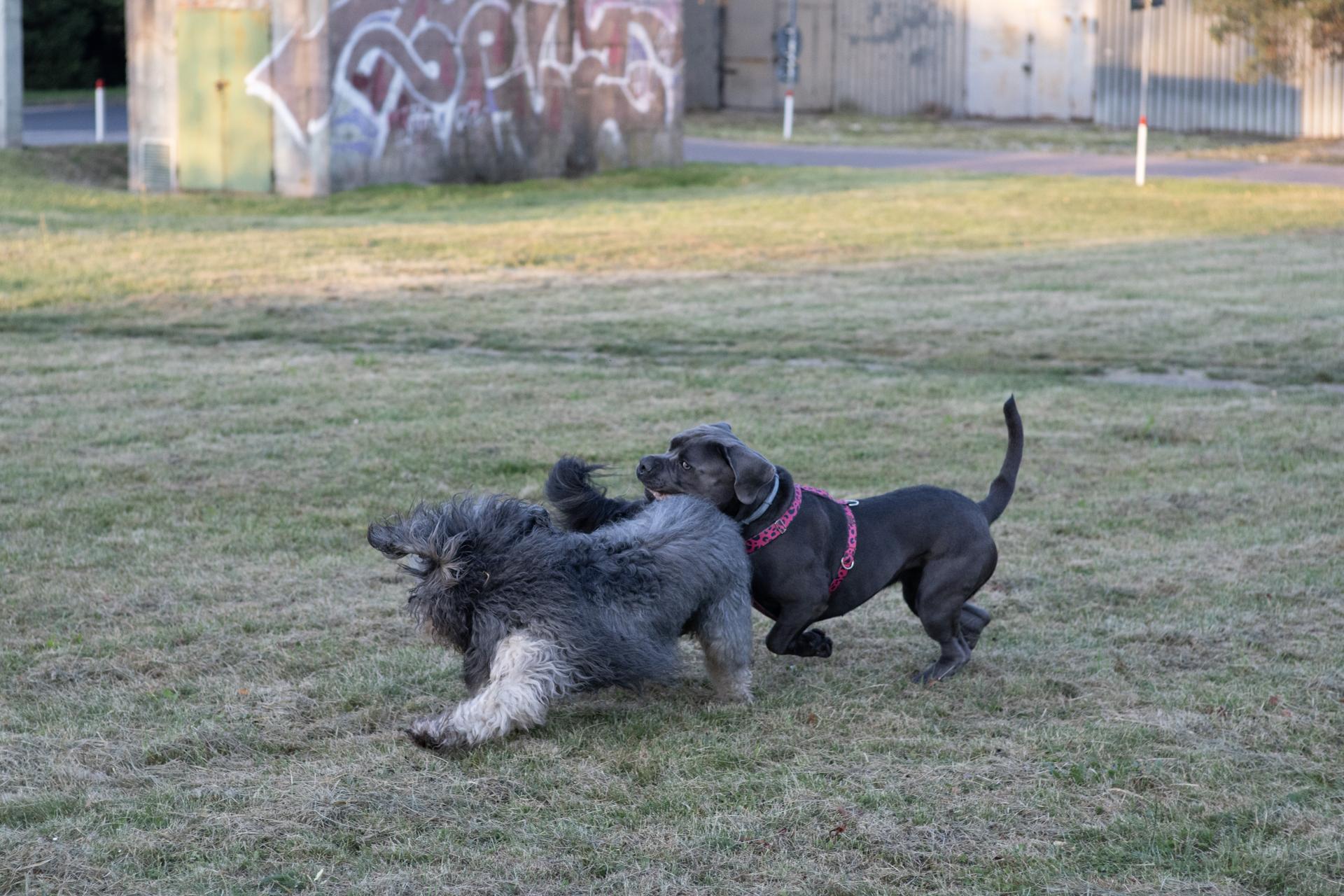 Dwa radosne psy bawiące się wspólnie na zielonej trawie na tle budynku z graffiti.