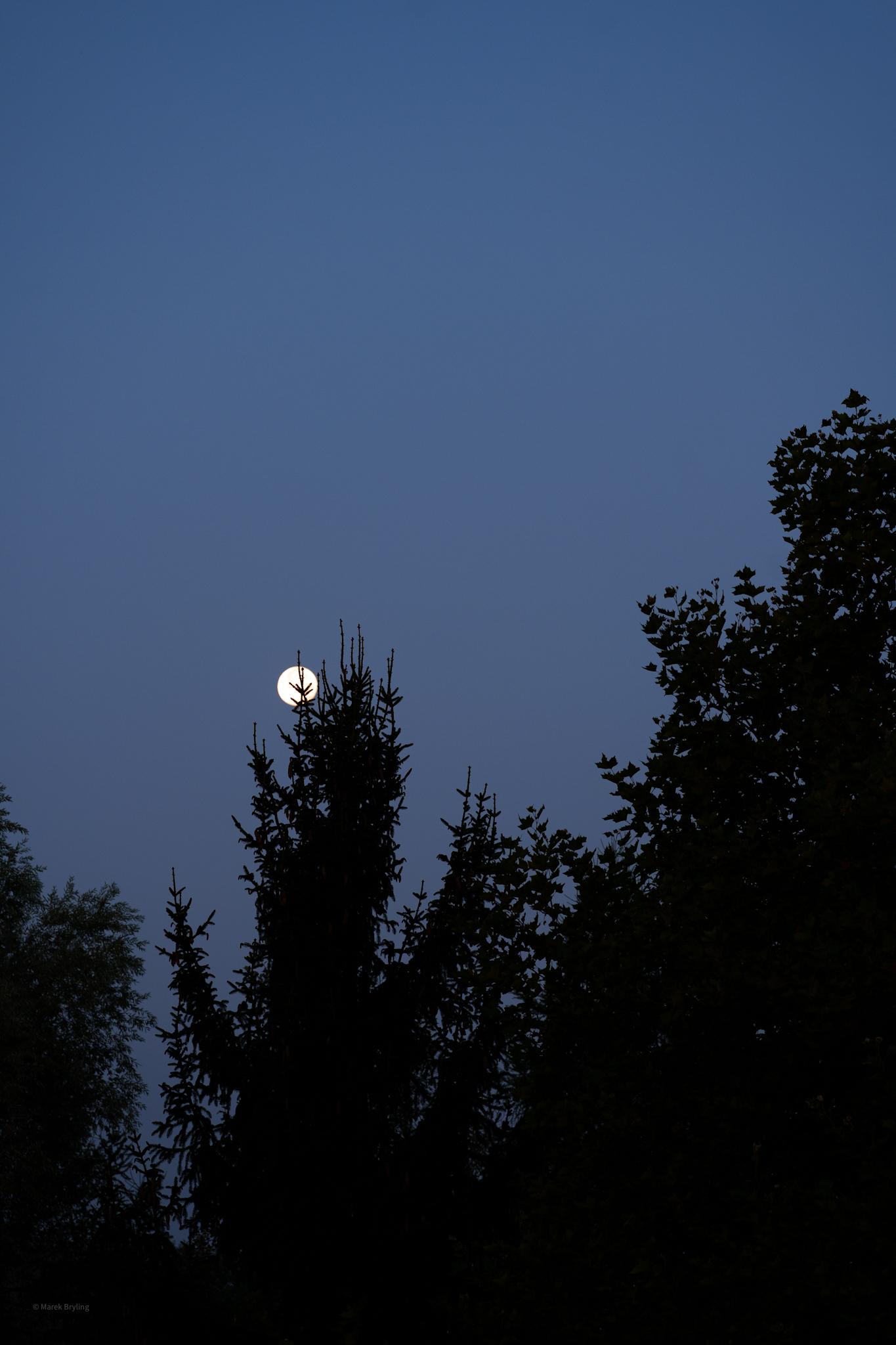 Pełnia księżyca przebijająca się przez ciemne sylwetki drzew na tle granatowego, przedświtowego nieba.