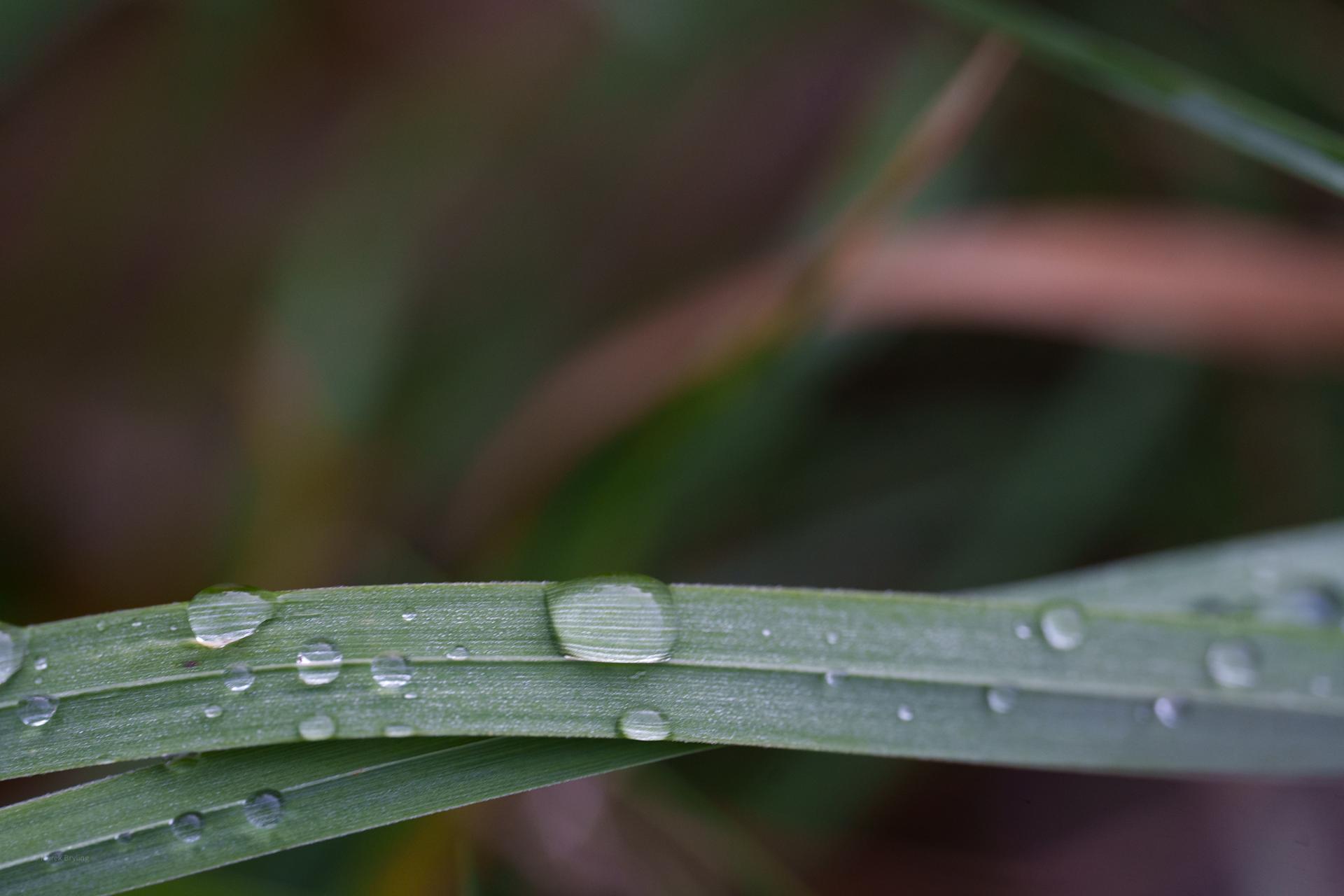 Zbliżenie na delikatne krople rosy osiadłe na źdźble trawy, uchwycone w spokojny poranek.
