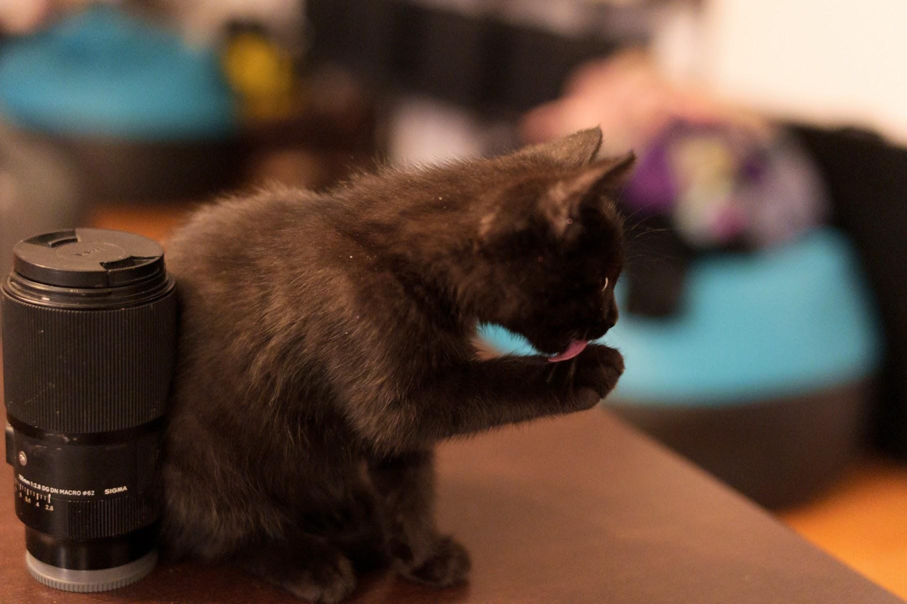 Uroczy mały czarny kotek siedzący obok obiektywu aparatu i starannie myjący swoją łapkę.