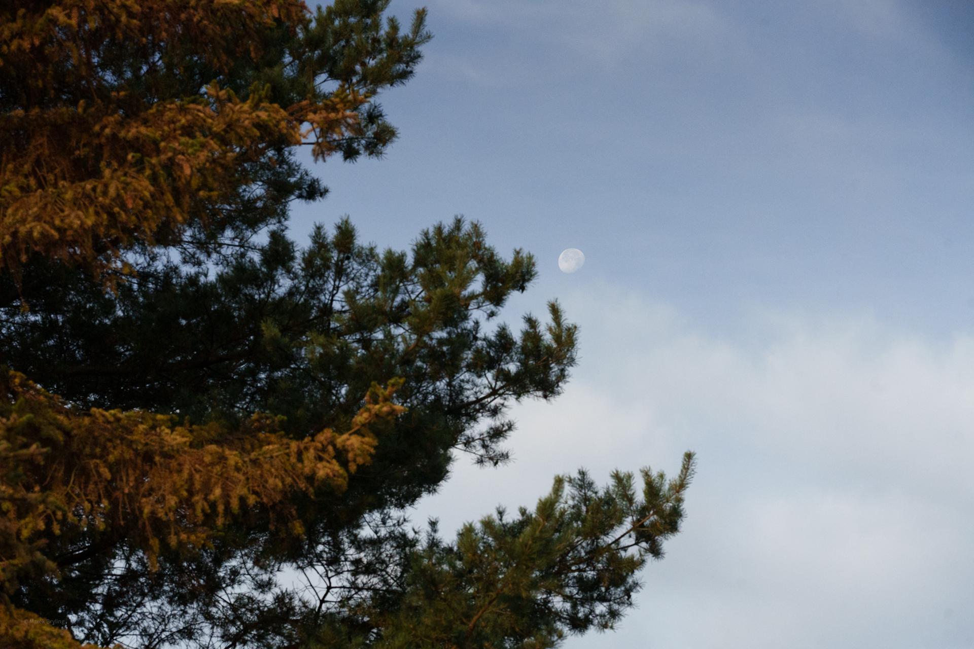 Gałęzie sosny na tle błękitnego nieba z delikatnym księżycem widocznym w oddali, uchwycone w jesienny poranek.