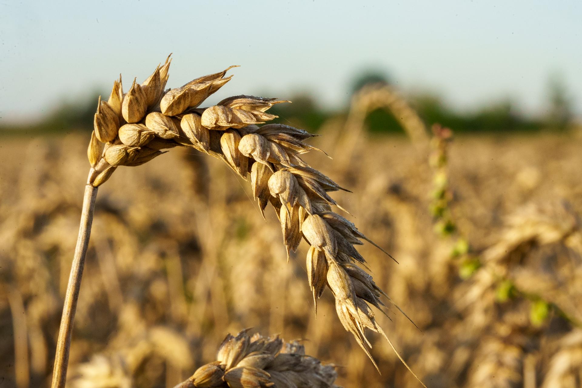 Zbliżenie na dojrzały kłos pszenicy wygięty pod ciężarem ziarna na tle słonecznego pola w czasie żniw.
