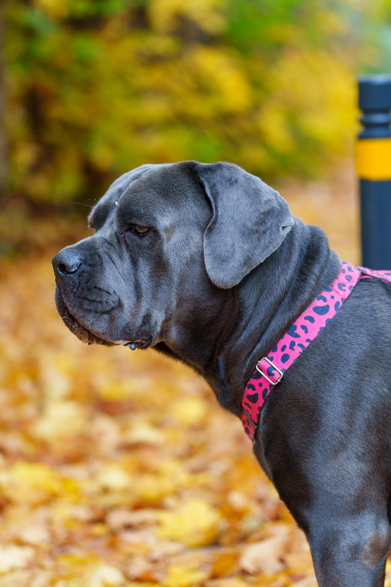 Portret majestatycznego, szarego psa rasy Cane Corso w różowej obroży na tle złocistych, jesiennych liści.