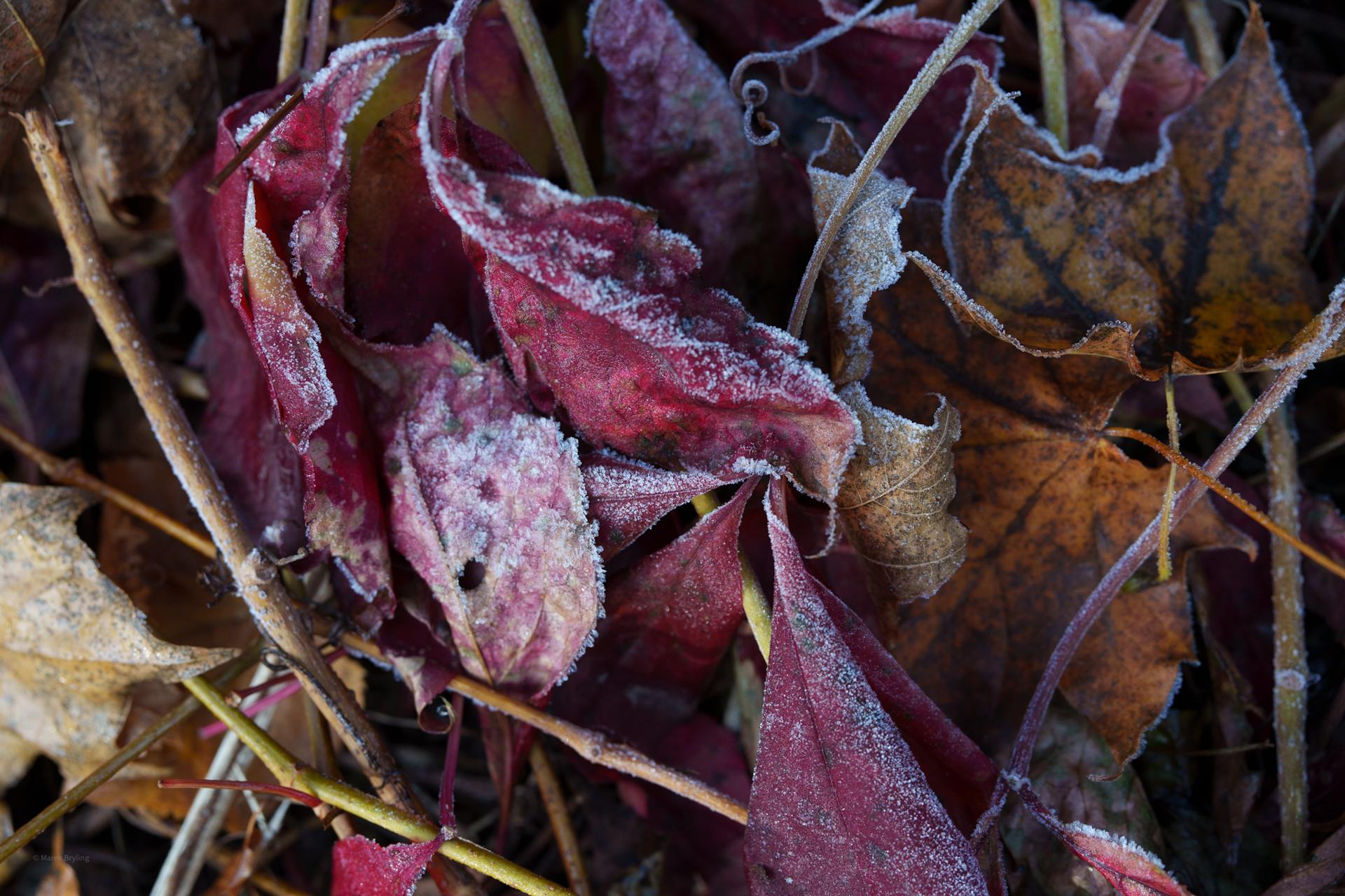Zbliżenie na oszronione, jesienne liście w głębokich odcieniach czerwieni i fioletu, pokryte delikatną warstwą porannego mrozu.