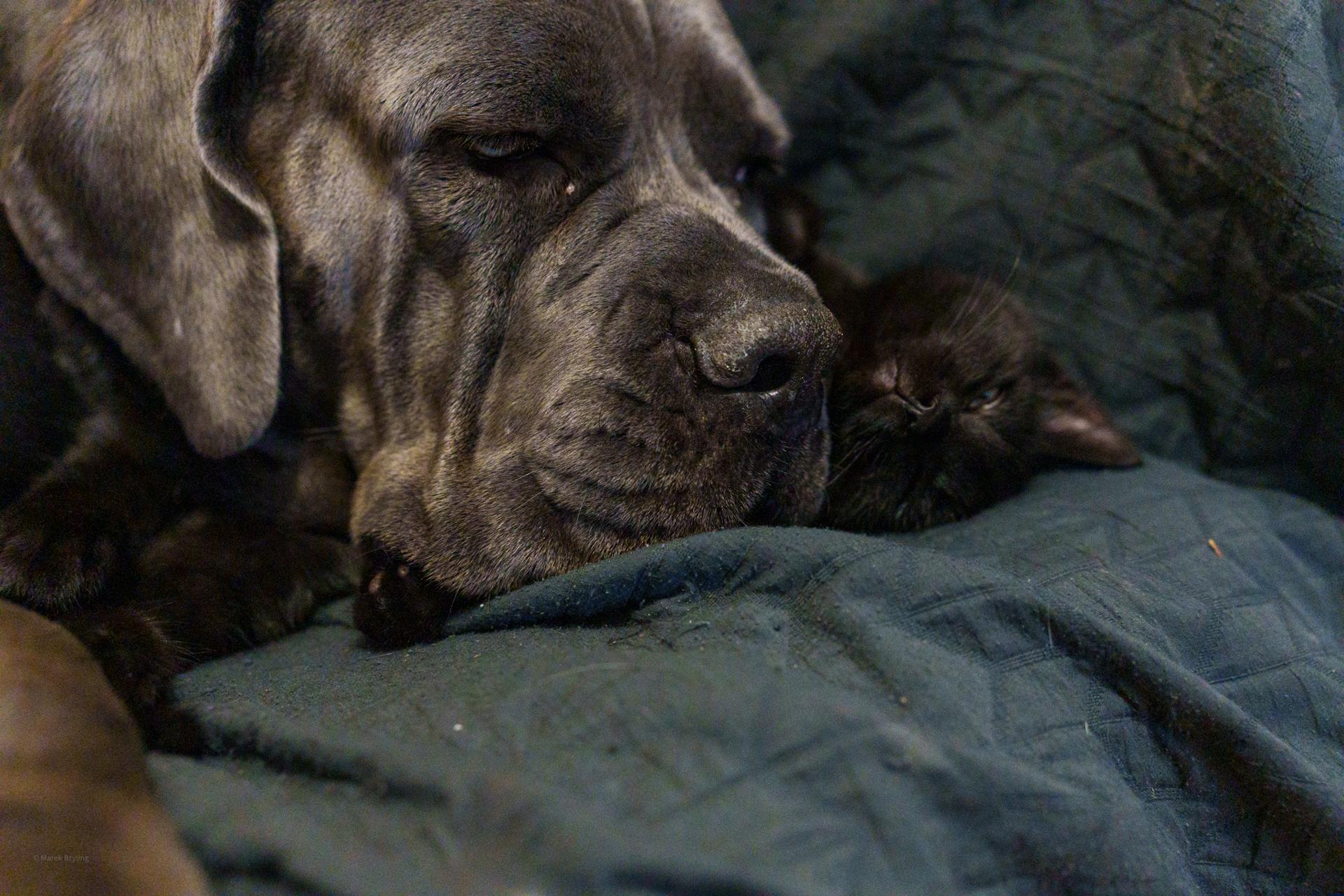 Czułe zbliżenie na dużego, szarego psa (w typie Cane Corso lub Doga Niemieckiego) odpoczywającego na niebieskim kocu. Obok niego wtulone drzemie małe zwierzątko, tworząc pełną spokoju i miłości atmosferę.