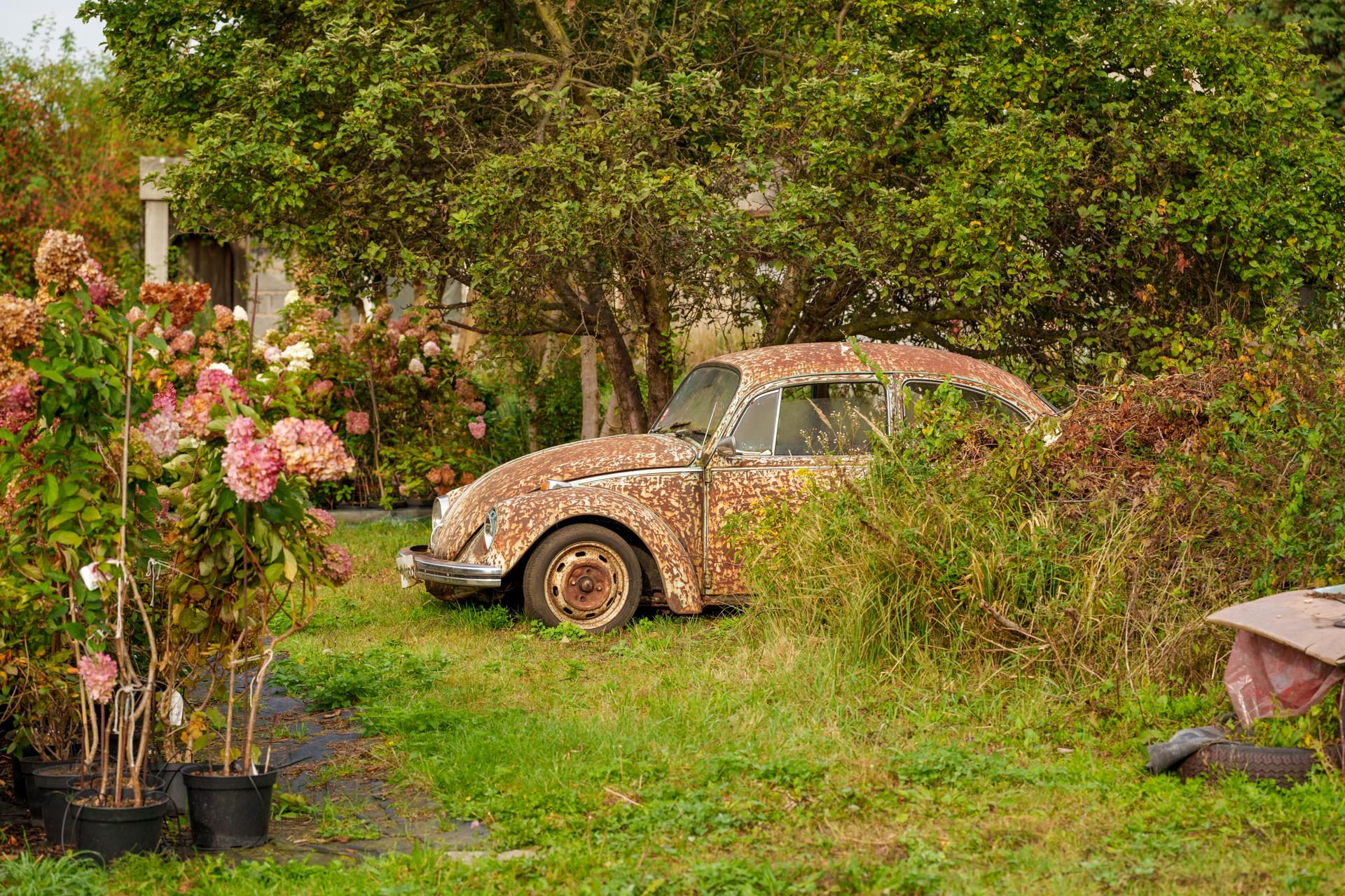 Stary, zardzewiały Volkswagen Garbus porzucony w ogrodzie, częściowo ukryty przez gęstą roślinność i jesienne krzewy.