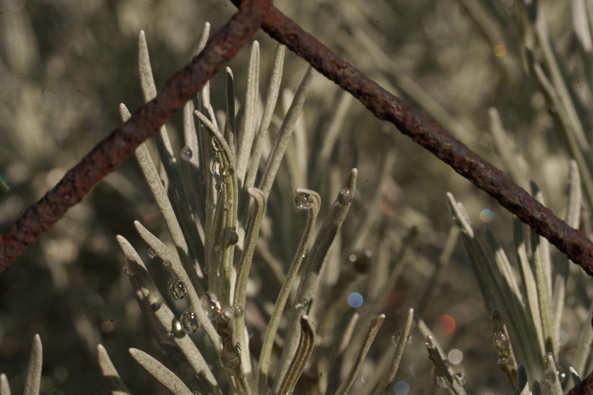 Zbliżenie na delikatną roślinę o srebrzystych pędach, widoczną zza rdzawego, metalowego ogrodzenia. Zdjęcie pełne tekstur i jesiennego klimatu.