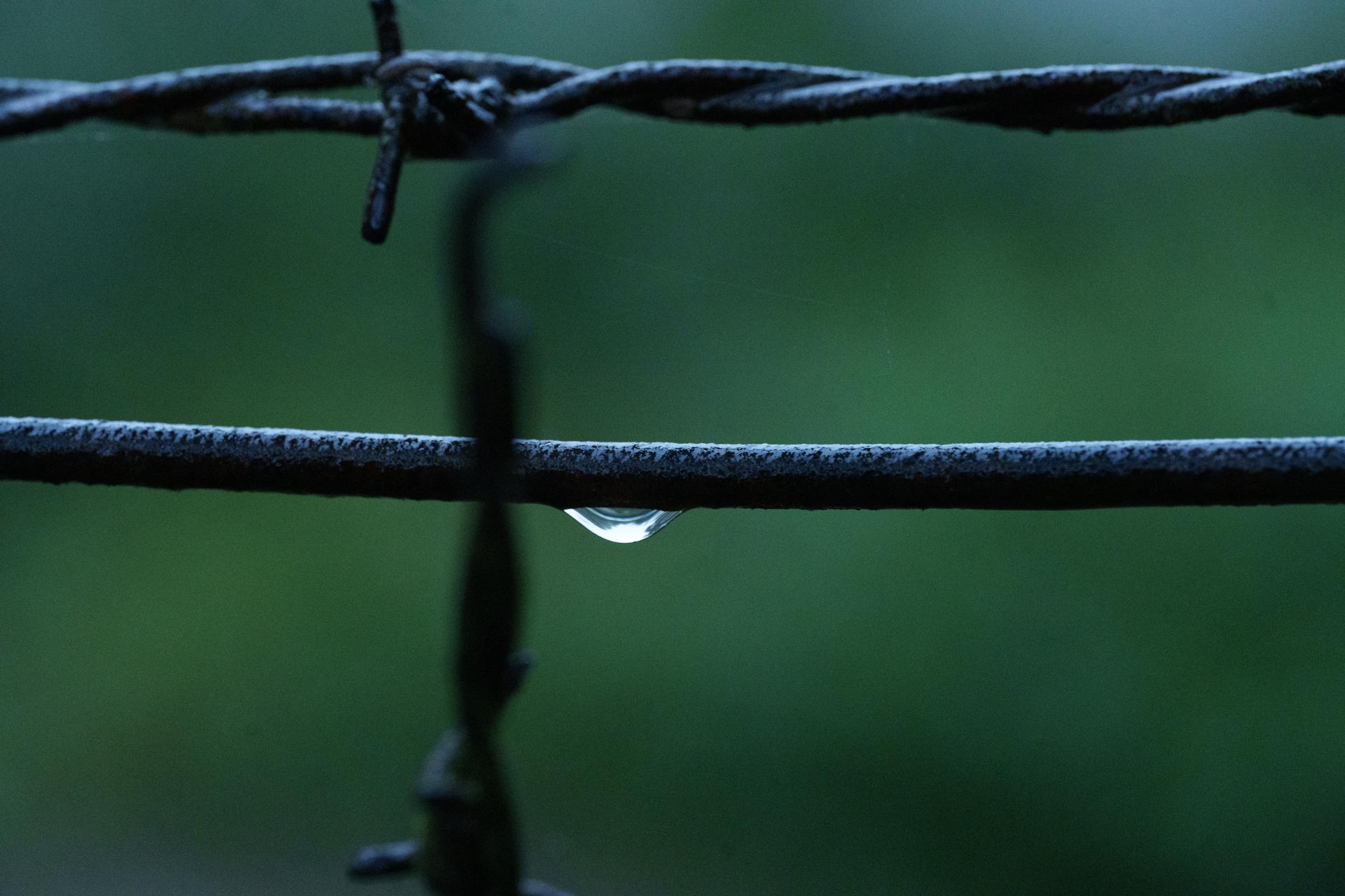 Zbliżenie na drut kolczasty z pojedynczą kroplą wody na tle rozmytej, soczystej zieleni.