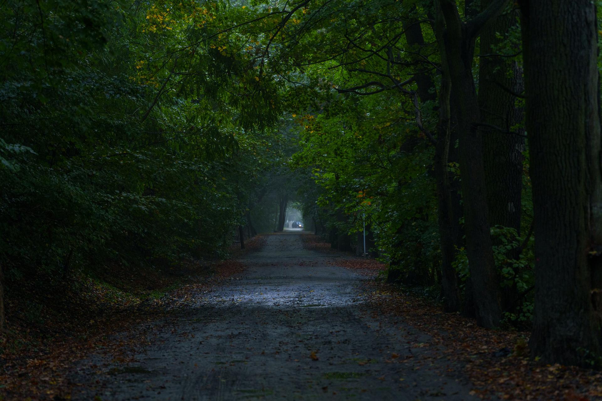 Mroczna, nastrojowa droga prowadząca przez gęsty las w jesienny poranek, z tajemniczą mgłą majaczącą w oddali.