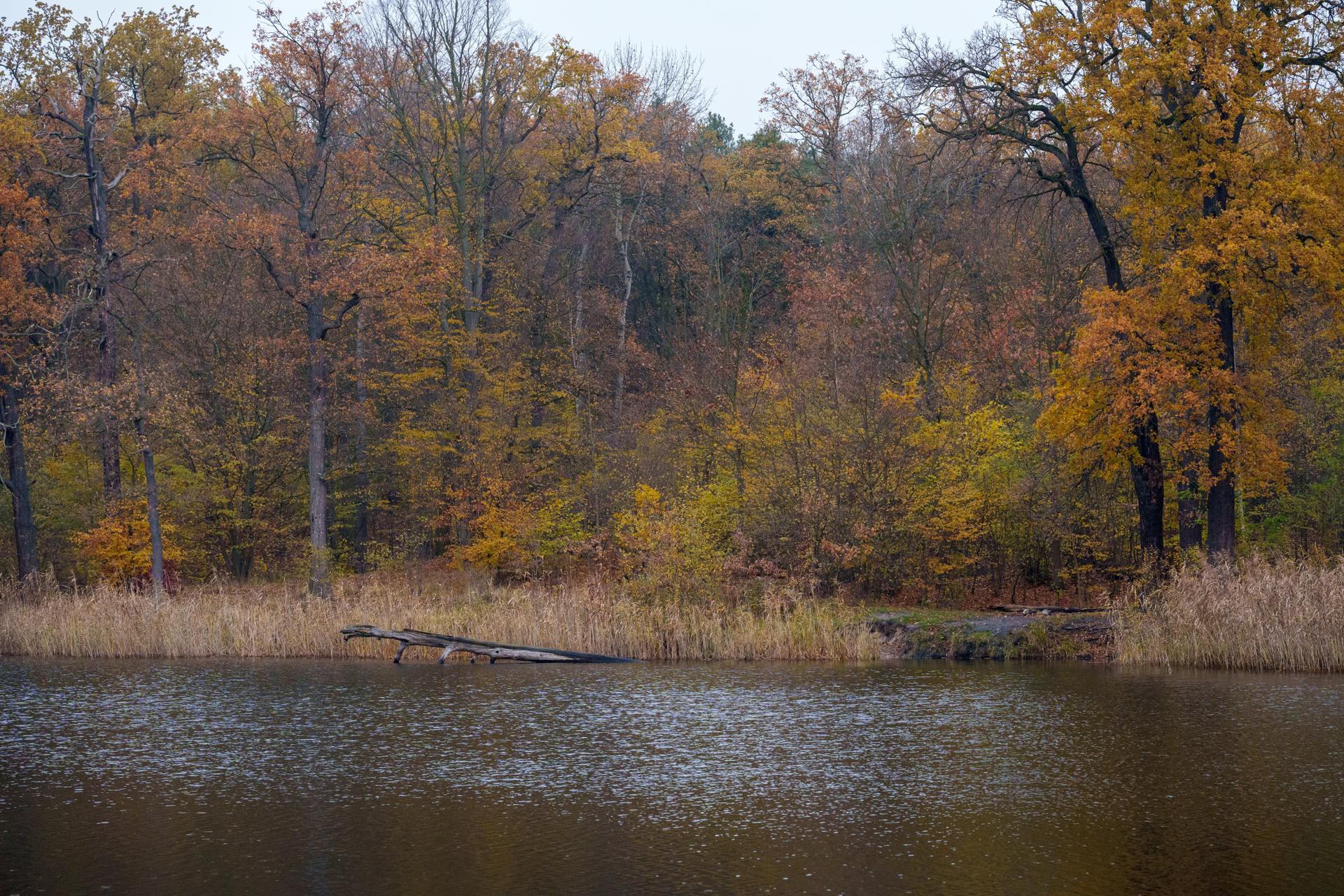 Malowniczy widok na jesienny las o złotych i brązowych barwach, odbijający się w spokojnej tafli jeziora.