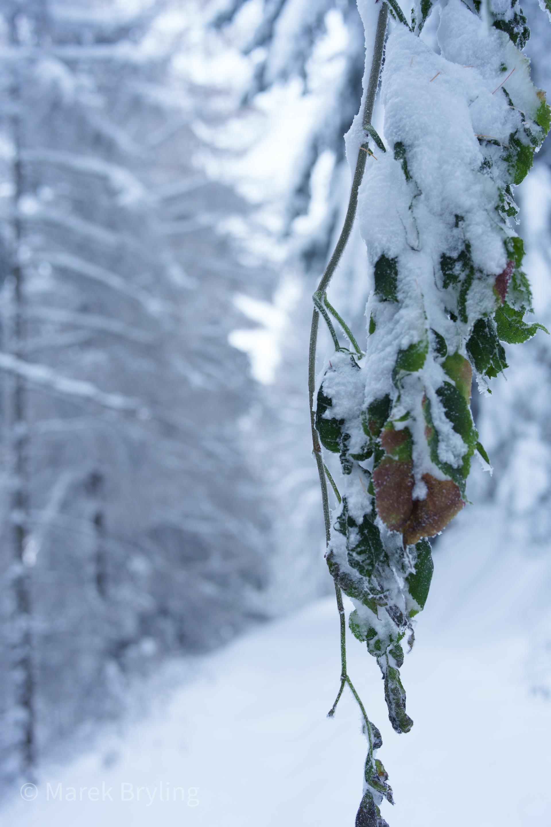 Urokliwy zimowy krajobraz z gałązką pokrytą puszystym śniegiem na tle ośnieżonego lasu.