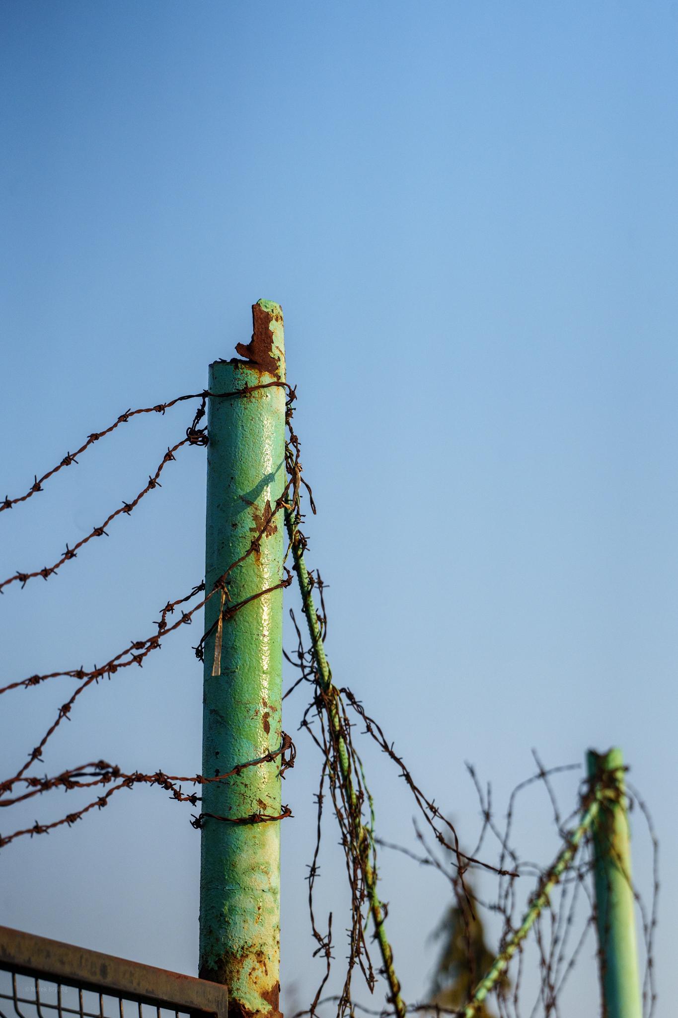 Zdjęcie przedstawia zielony słupek ogrodzeniowy z drutem kolczastym na tle bezchmurnego, błękitnego nieba. Na samym szczycie słupka siedzi małe stworzenie, przypominające jaszczurkę.