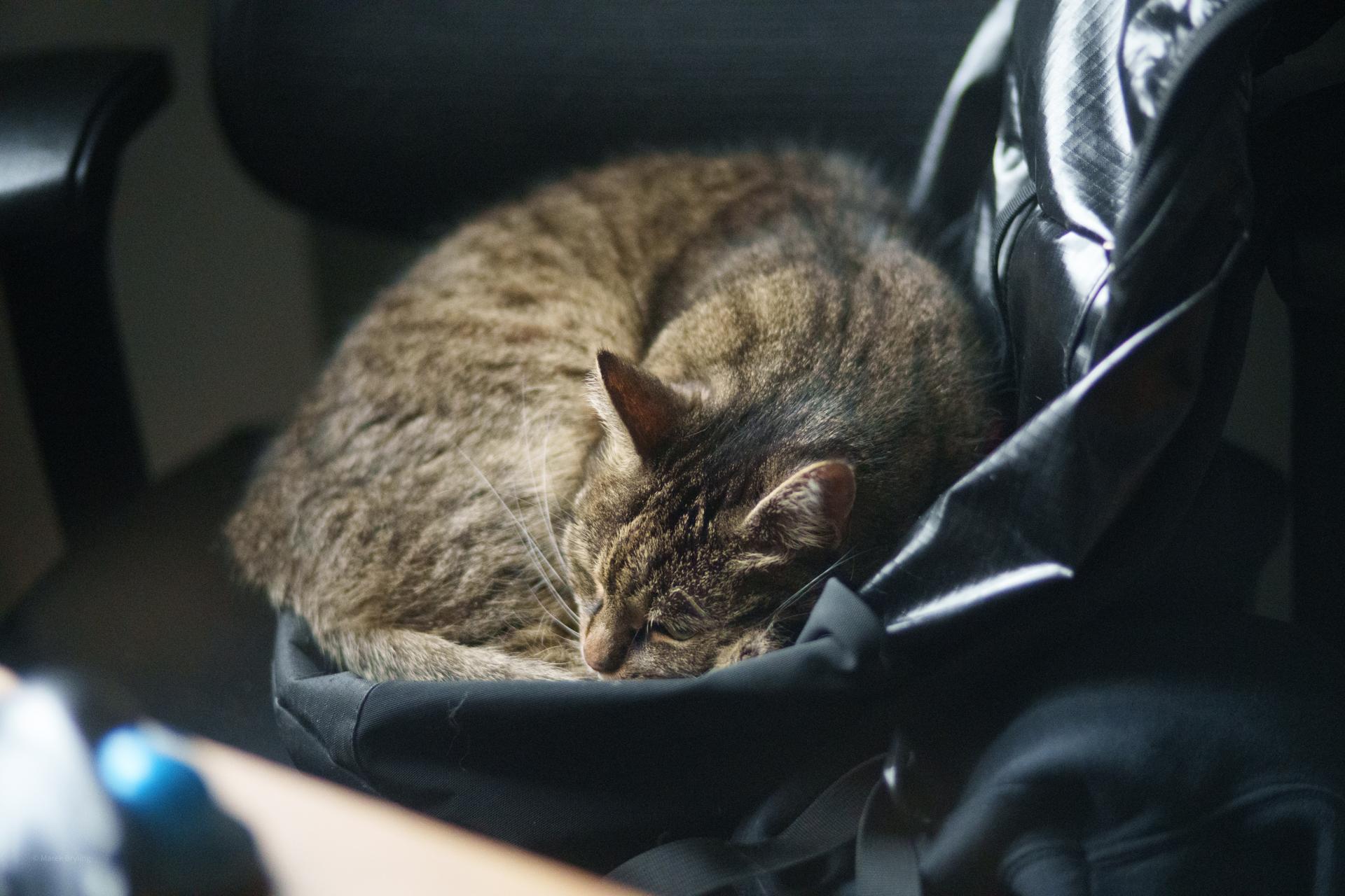 Uroczy pręgowany kot śpiący zwinięty w kłębek na czarnym fotelu biurowym.