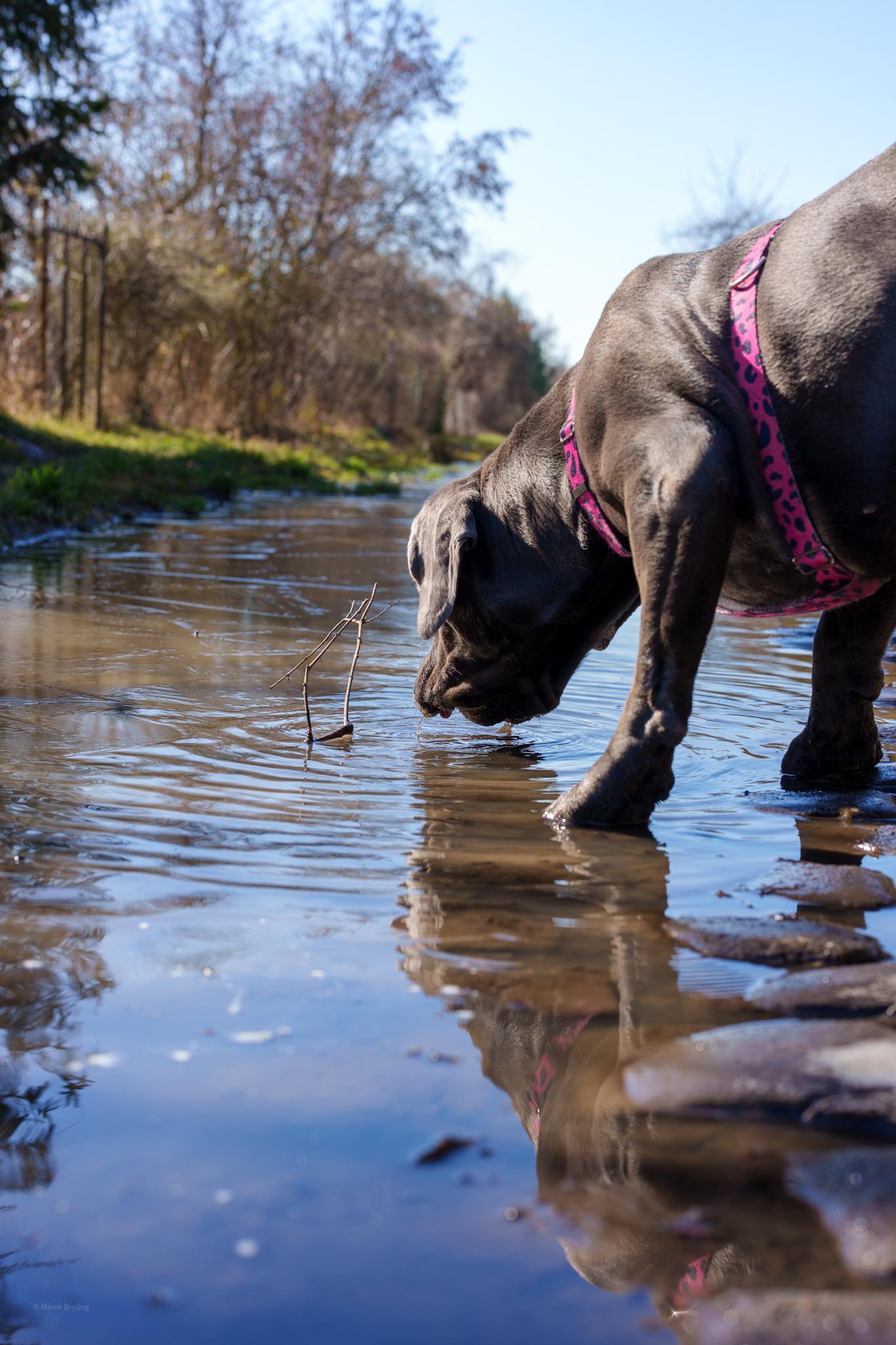Szary pies w różowych szelkach pije wodę z kałuży, w której widać jego wyraźne odbicie. Słoneczny dzień sprzyja spacerom na łonie natury.