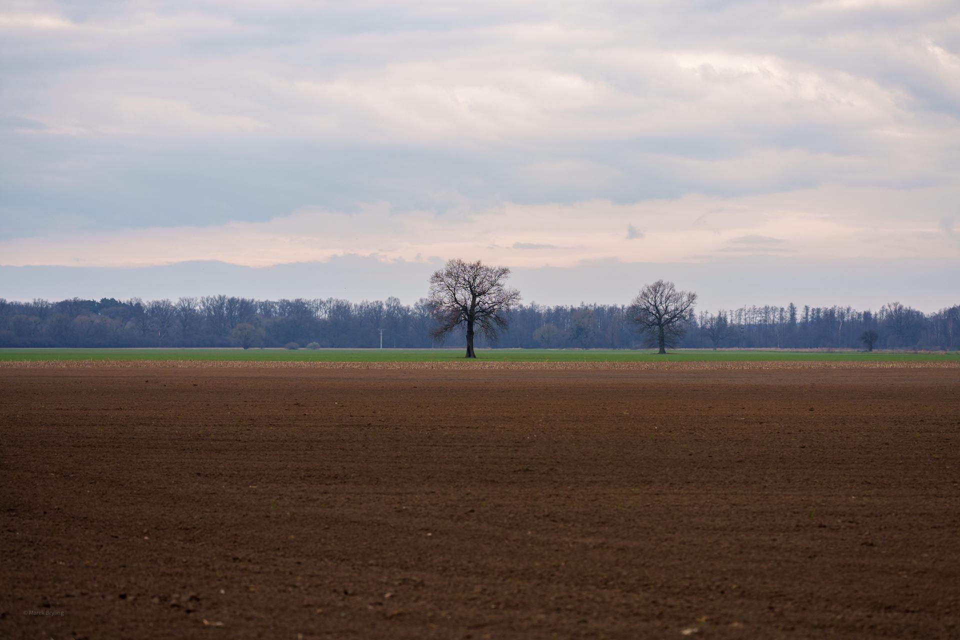 Spokojny wiejski krajobraz z zaoranym polem i samotnymi drzewami na tle pochmurnego, porannego nieba.