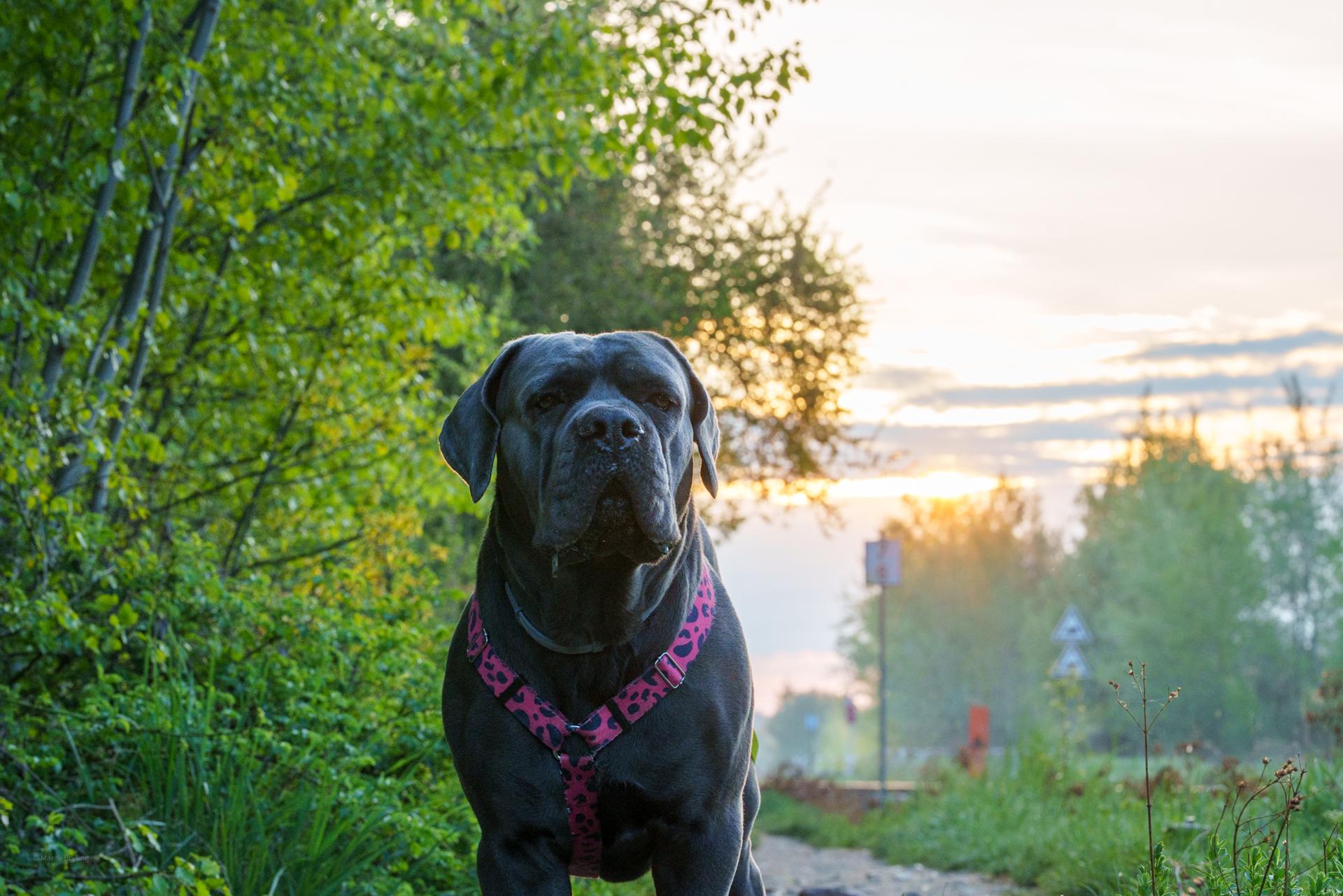 Majestatyczny pies rasy Cane Corso stojący na ścieżce w blasku wschodzącego słońca.