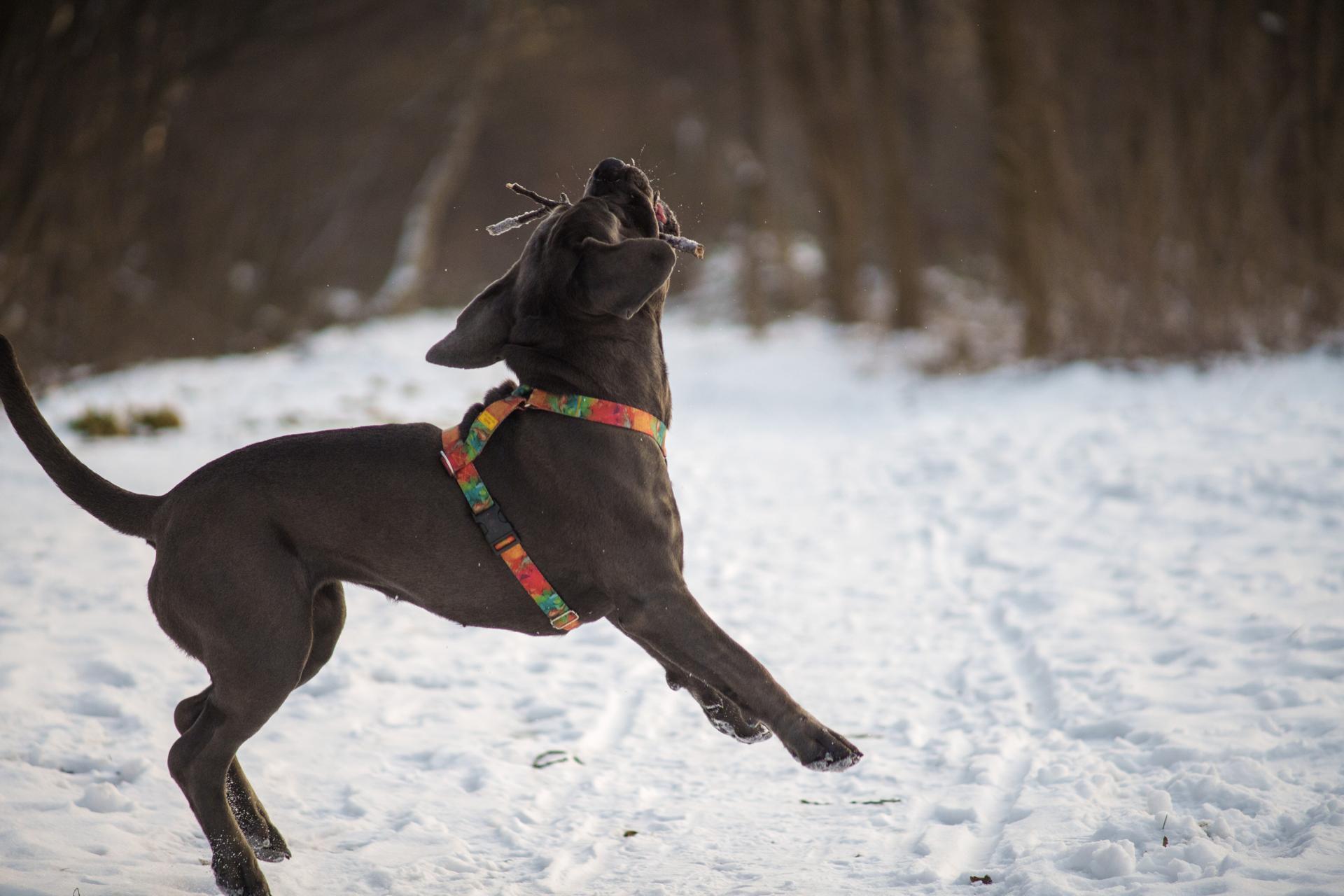 Energiczny ciemny pies skaczący w śniegu podczas radosnej zimowej zabawy w lesie.