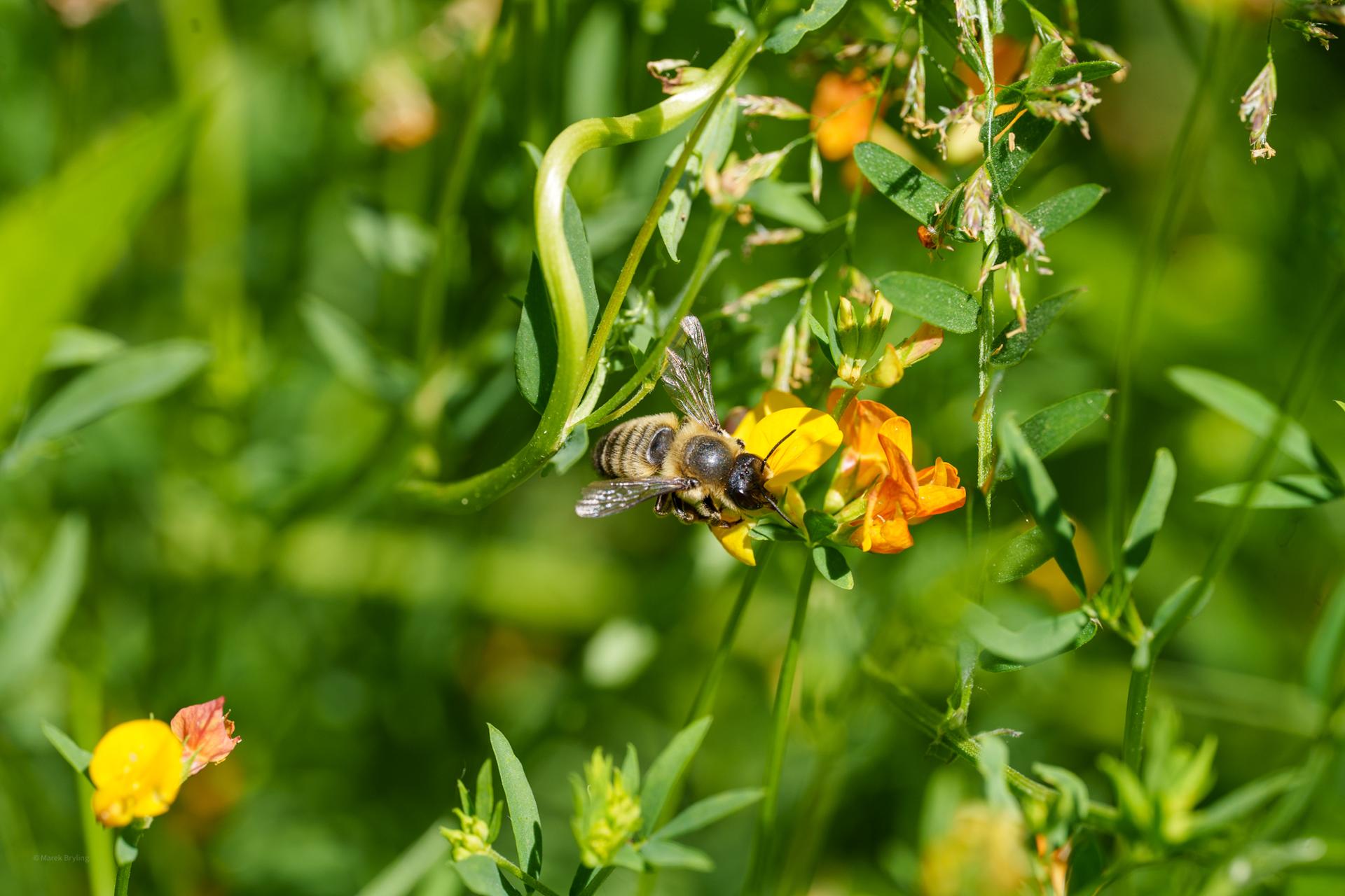 Pszczoła pracowicie zbierająca nektar z żółtych kwiatów w pełnym letnim słońcu, otoczona soczystą zielenią ogrodu.