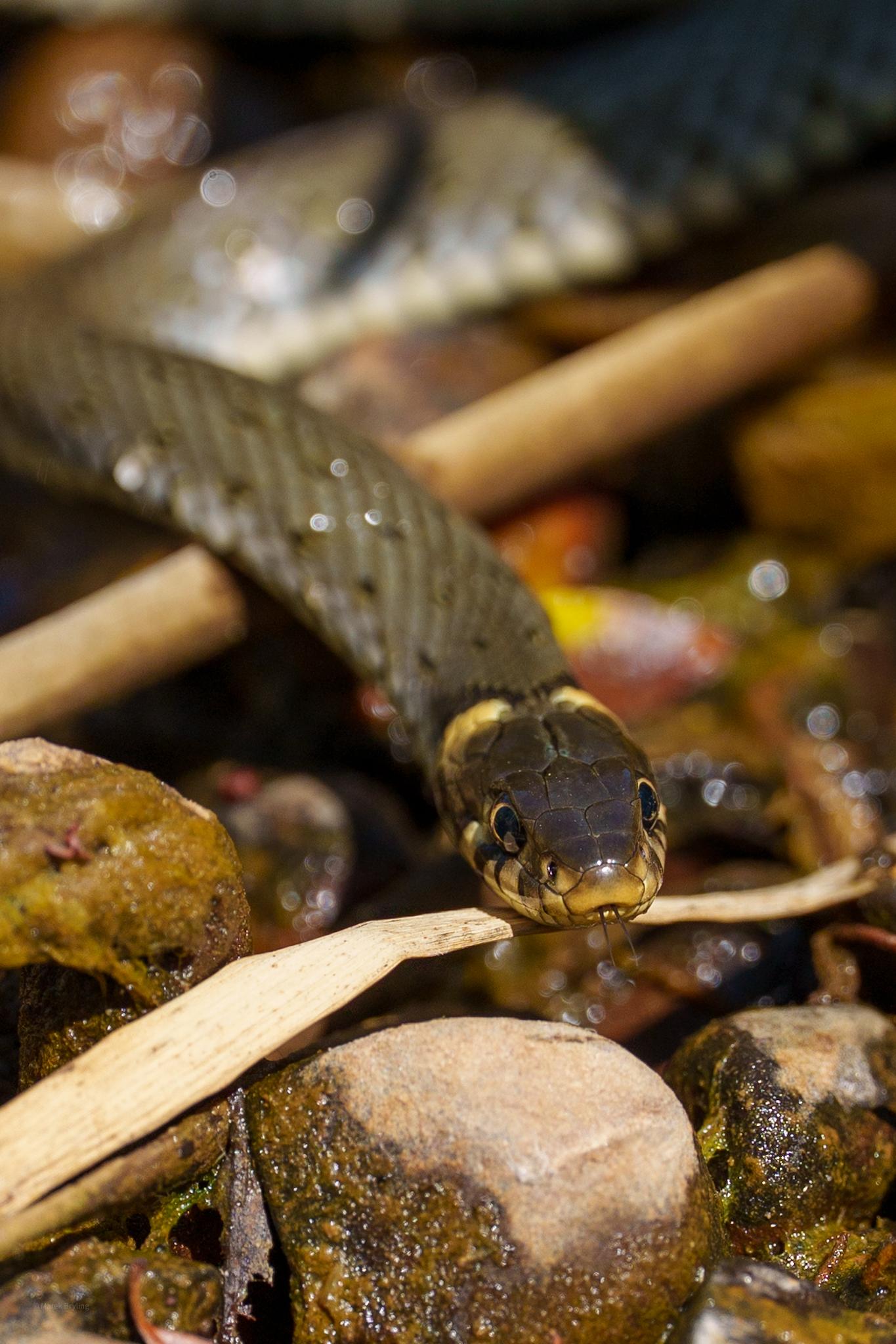 Bliskie ujęcie zaskrońca zwyczajnego pełzającego wśród kamieni i gałęzi. Wyraźnie widoczne charakterystyczne żółte plamy za głową.