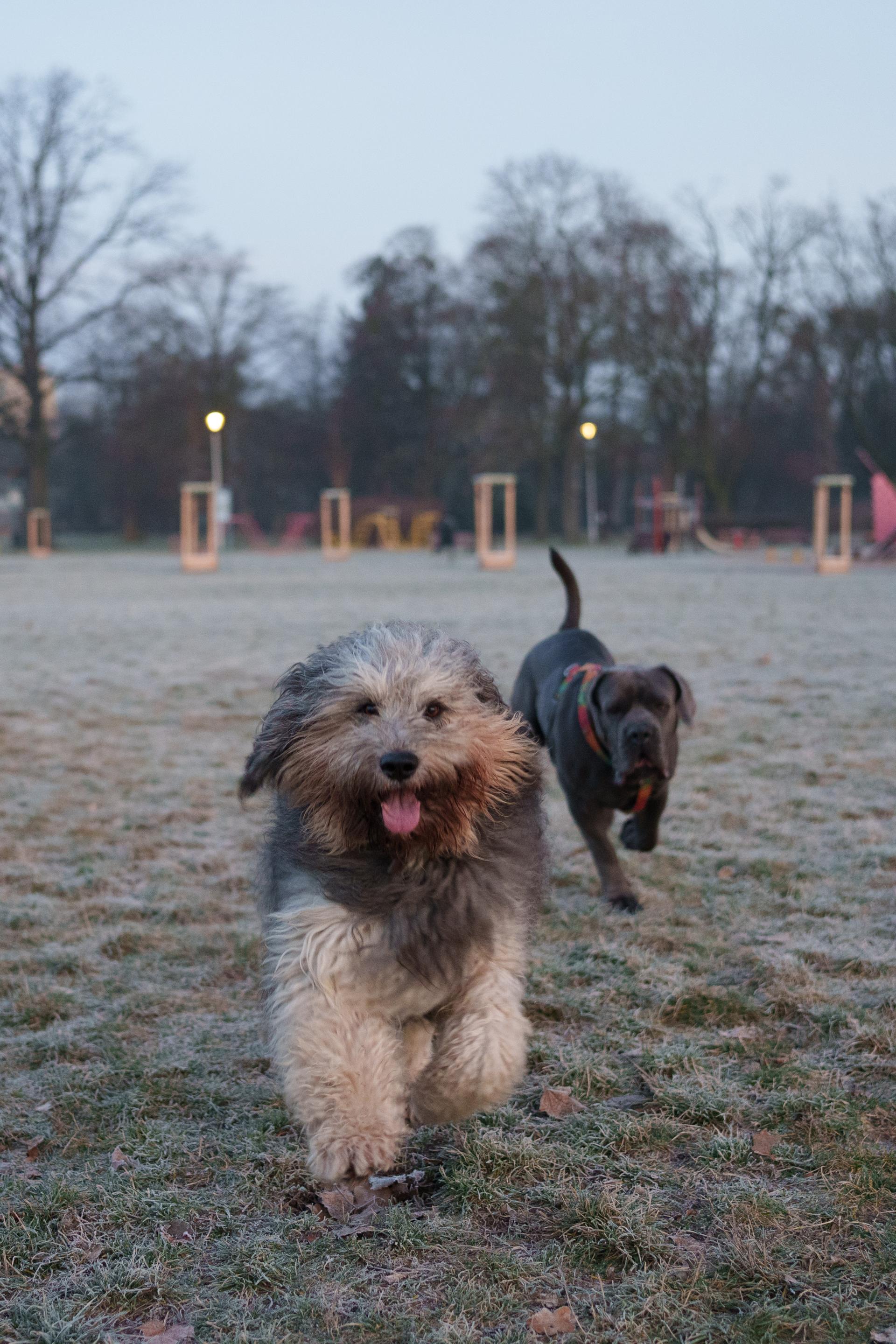 Dwa radosne psy biegające po oszronionej trawie o świcie. Chwila czystej radości i zabawy w mroźny, zimowy poranek.