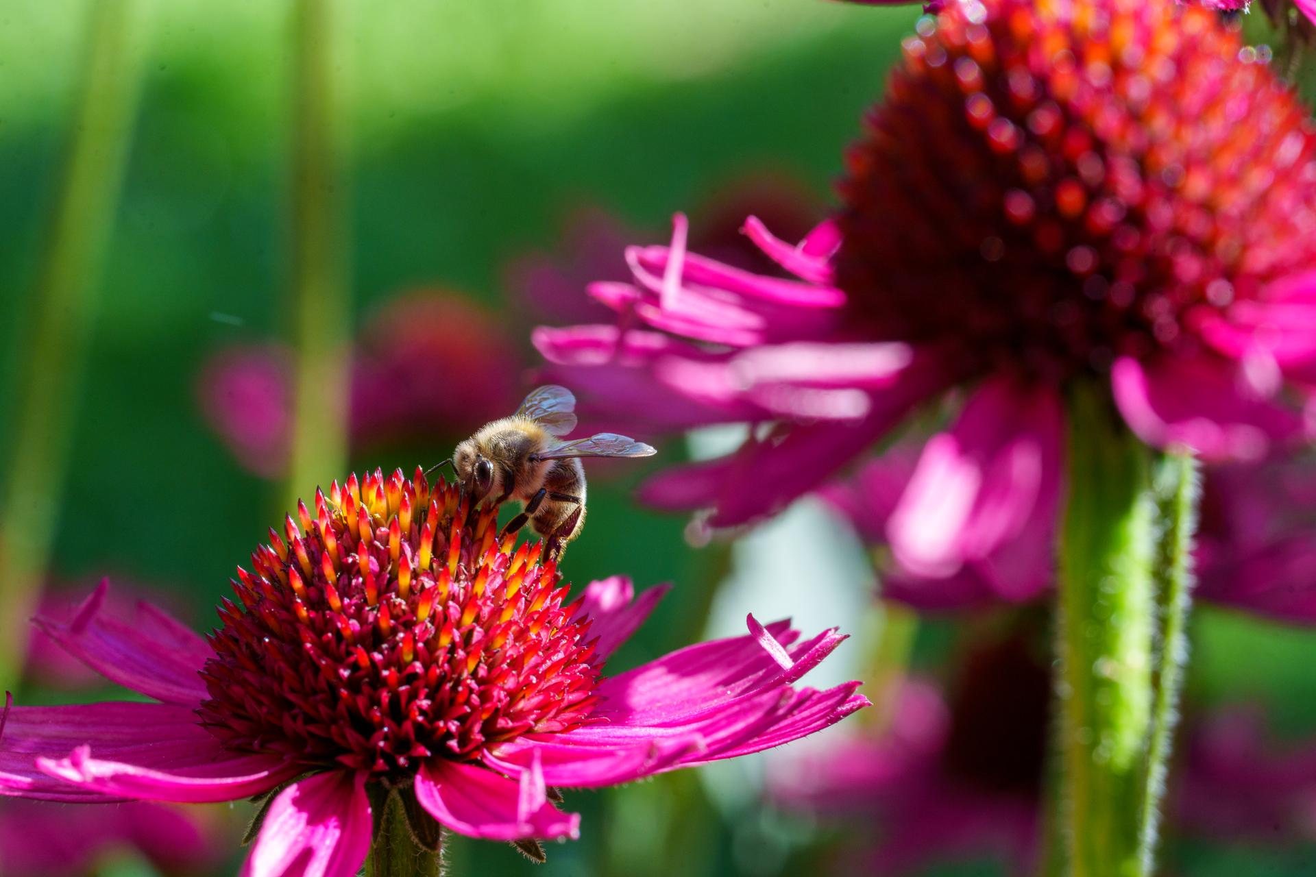 Pszczoła miodna zbierająca nektar z różowej jeżówki w pełnym słońcu.