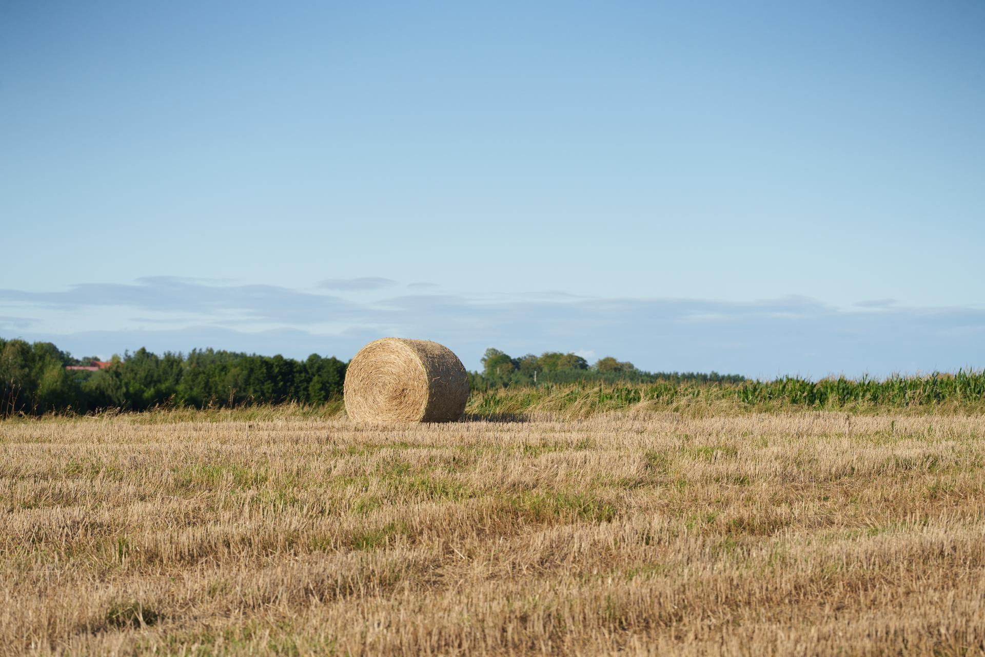 Złociste pole po żniwach z pojedynczym balotem siana pod błękitnym niebem. Sielski, wiejski krajobraz uchwycony w ciepłym, popołudniowym świetle.
