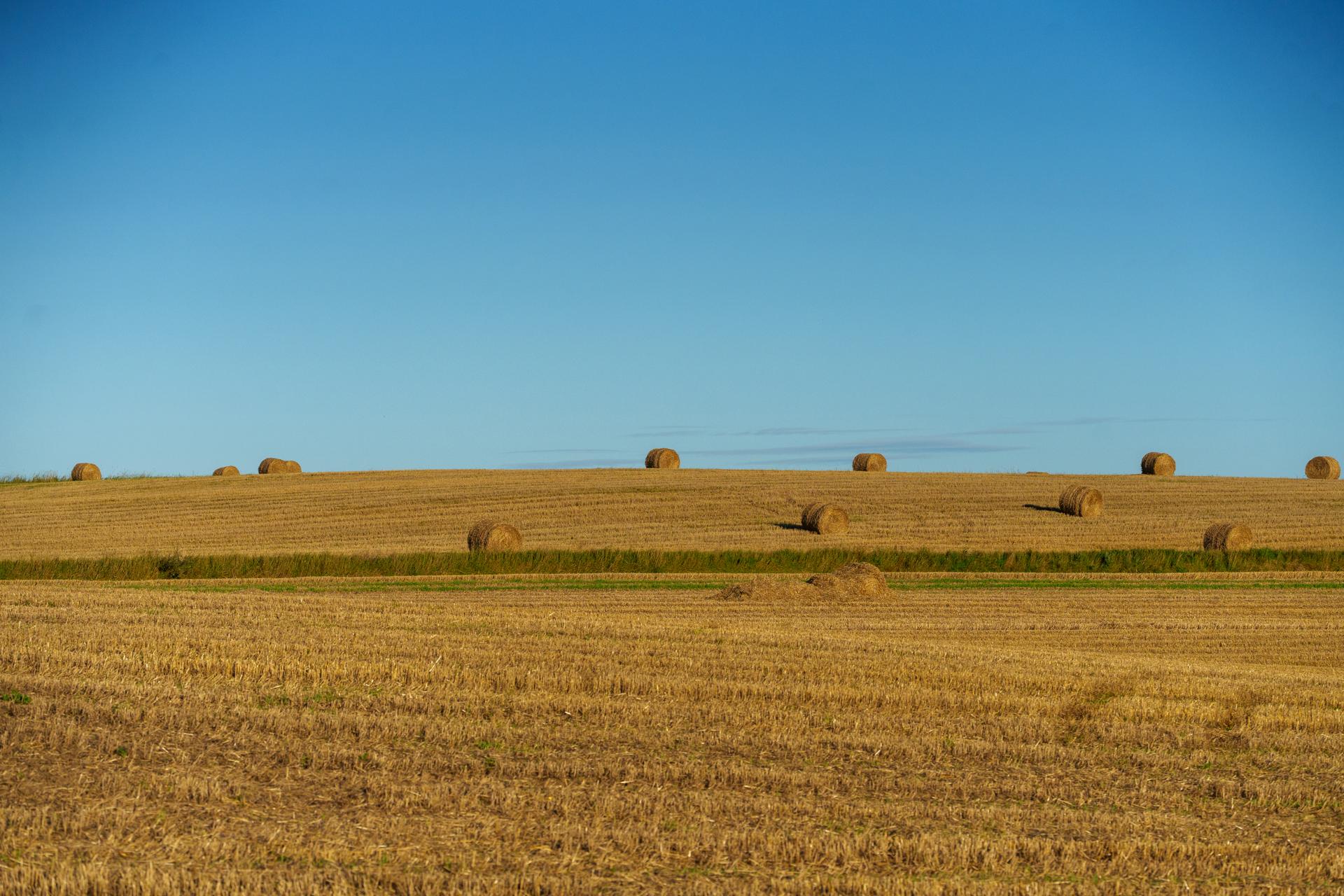 Malowniczy widok na złociste pole po żniwach z balotami siana pod czystym, błękitnym niebem.