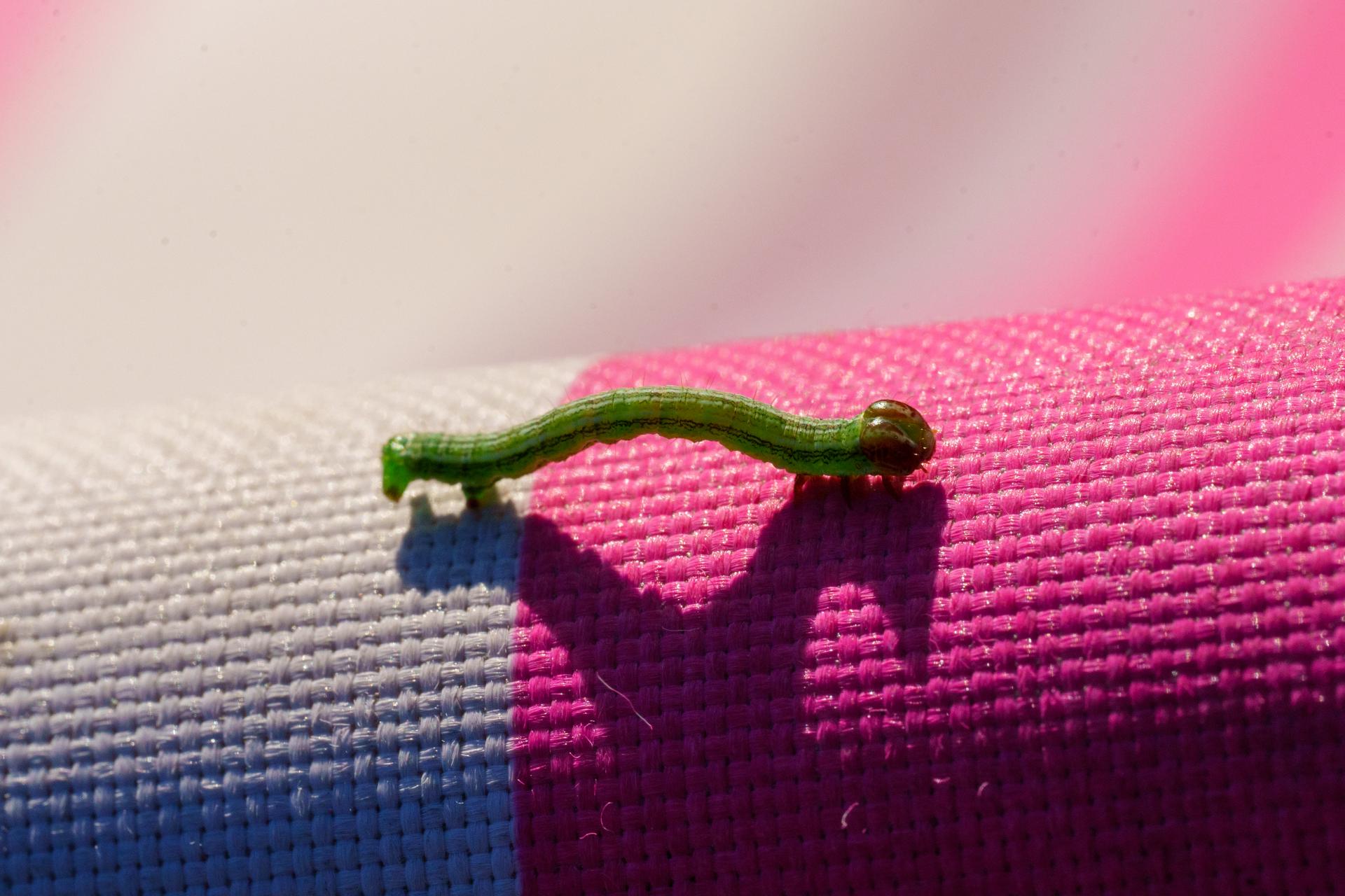 Mała zielona gąsienica, znana jako miernikowiec, pełznie po różowo-białej fakturowanej powierzchni, rzucając wyraźny cień.