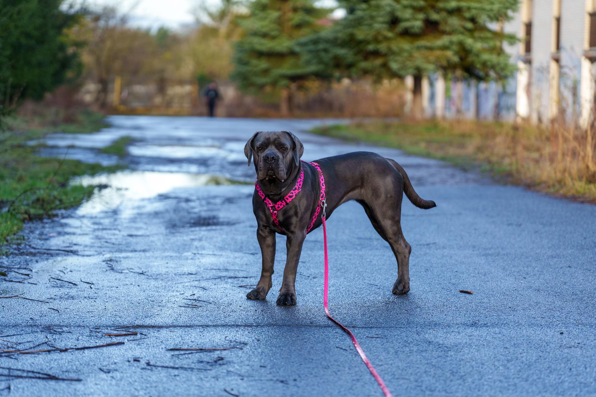 Duży pies w różowych szelkach stoi na mokrej drodze podczas porannego spaceru.