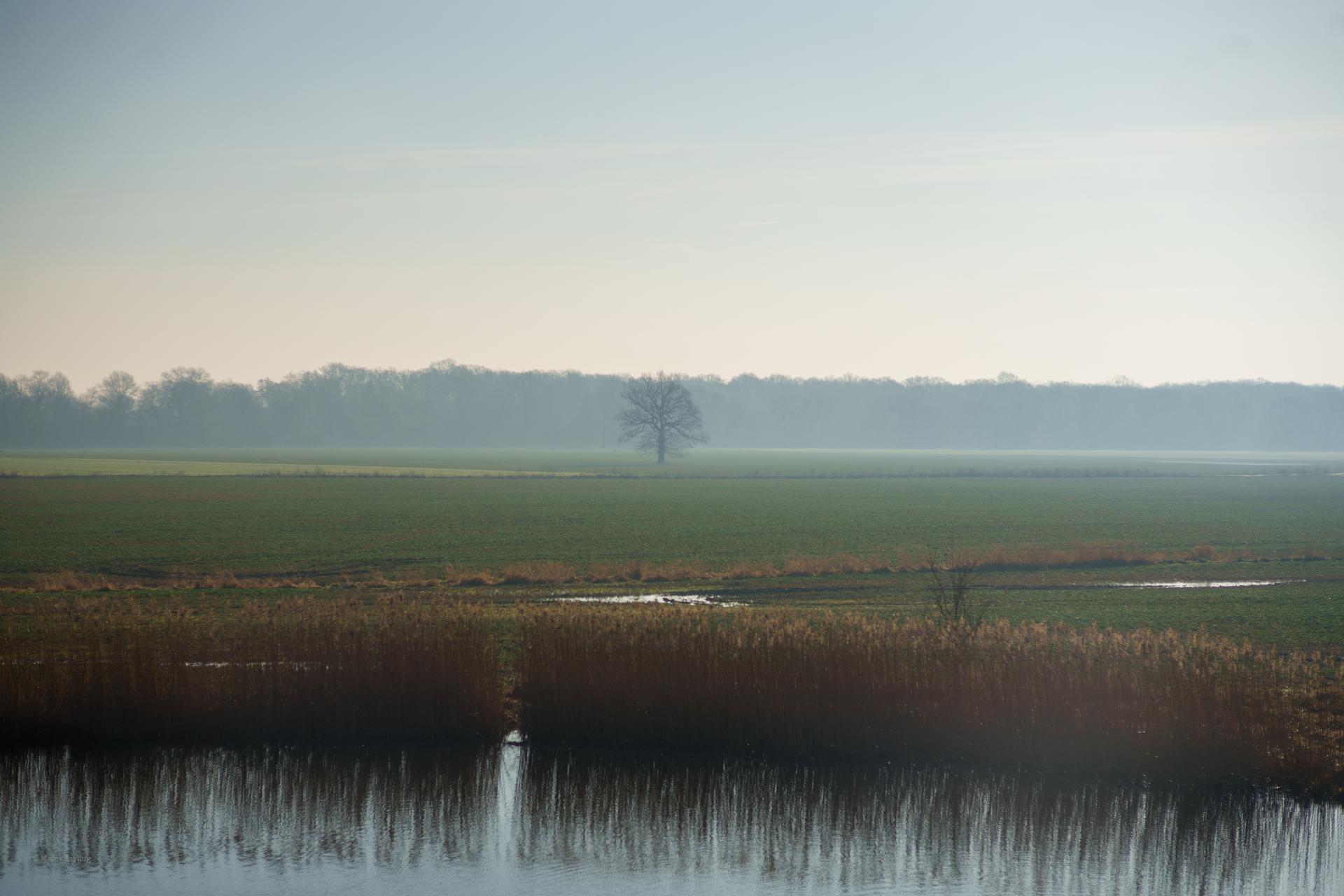 Spokojny, mglisty poranek nad mokradłami z samotnym drzewem w oddali i malowniczym odbiciem trzcin w tafli wody.