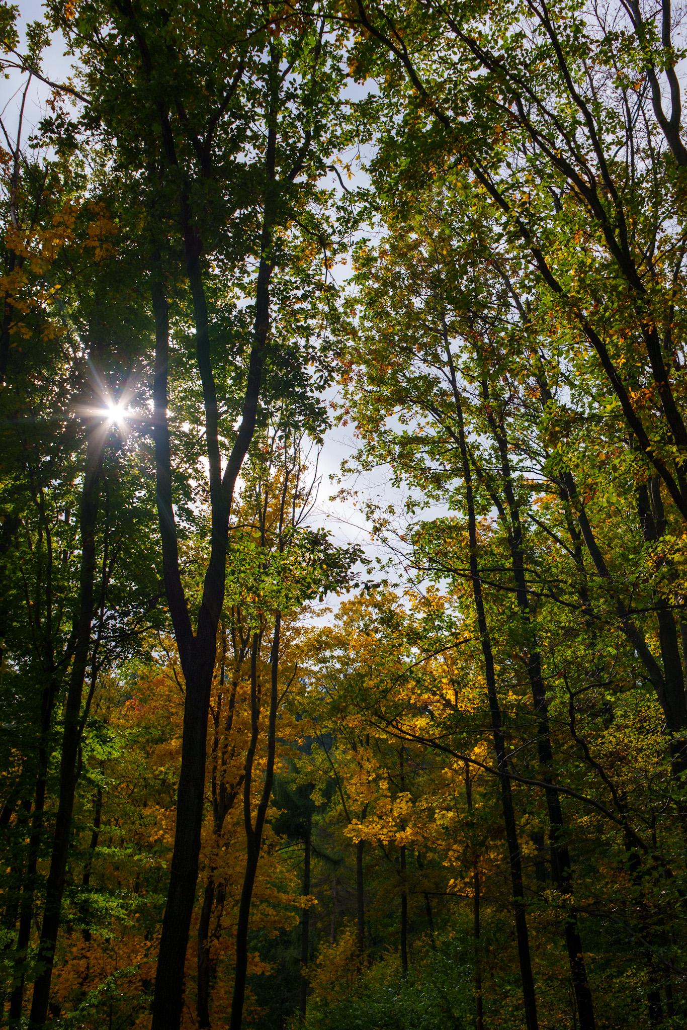 Słońce przebijające się przez gęste korony drzew w jesiennym lesie, tworzące magiczną i spokojną atmosferę pełną naturalnego blasku.