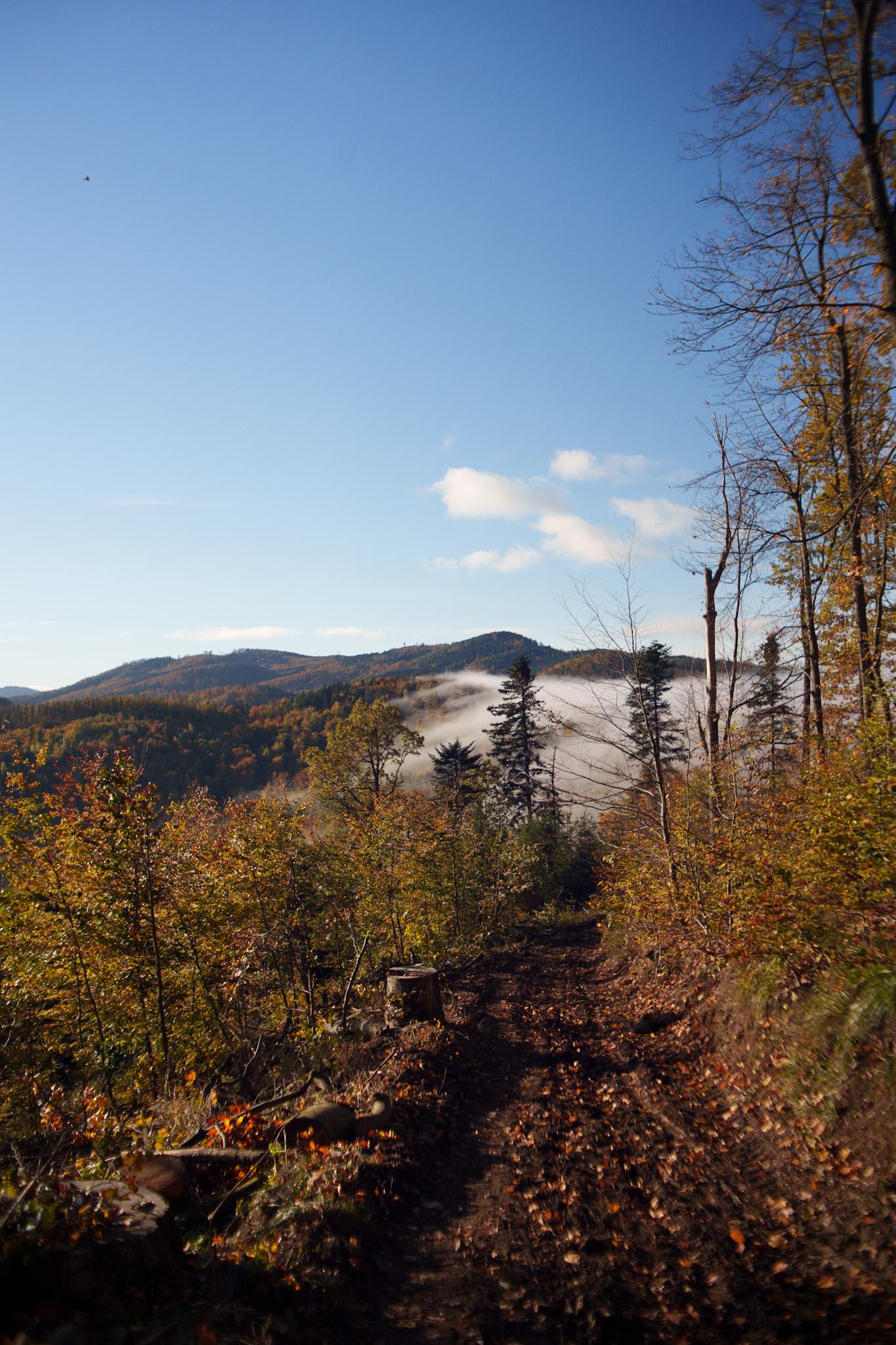 Malowniczy jesienny poranek w górach z mgłą unoszącą się w dolinie i złotymi liśćmi na drzewach.