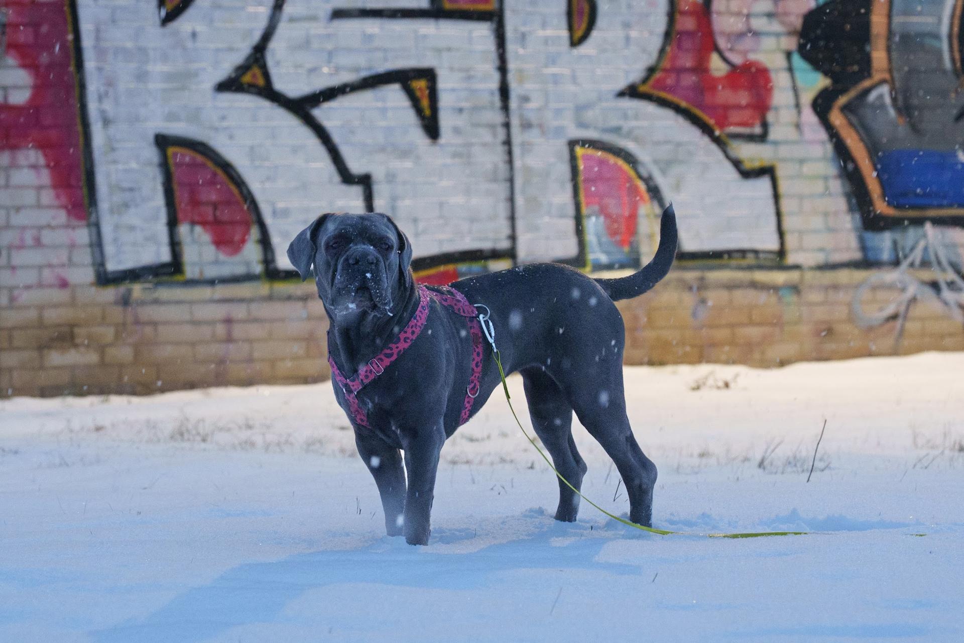 Duży czarny pies w czerwonych szelkach stojący na śniegu na tle kolorowego graffiti.
