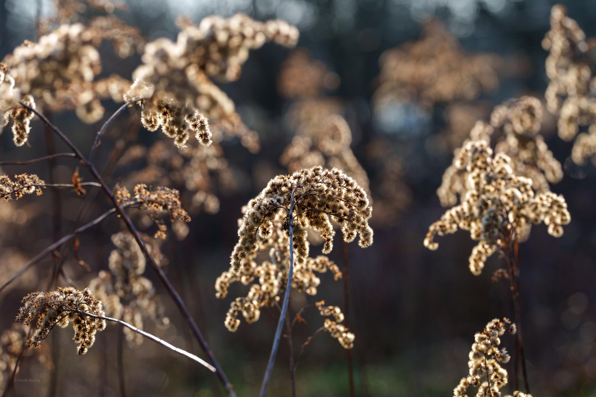 Złociste, wyschnięte kwiatostany nawłoci oświetlone miękkim światłem na rozmytym tle.