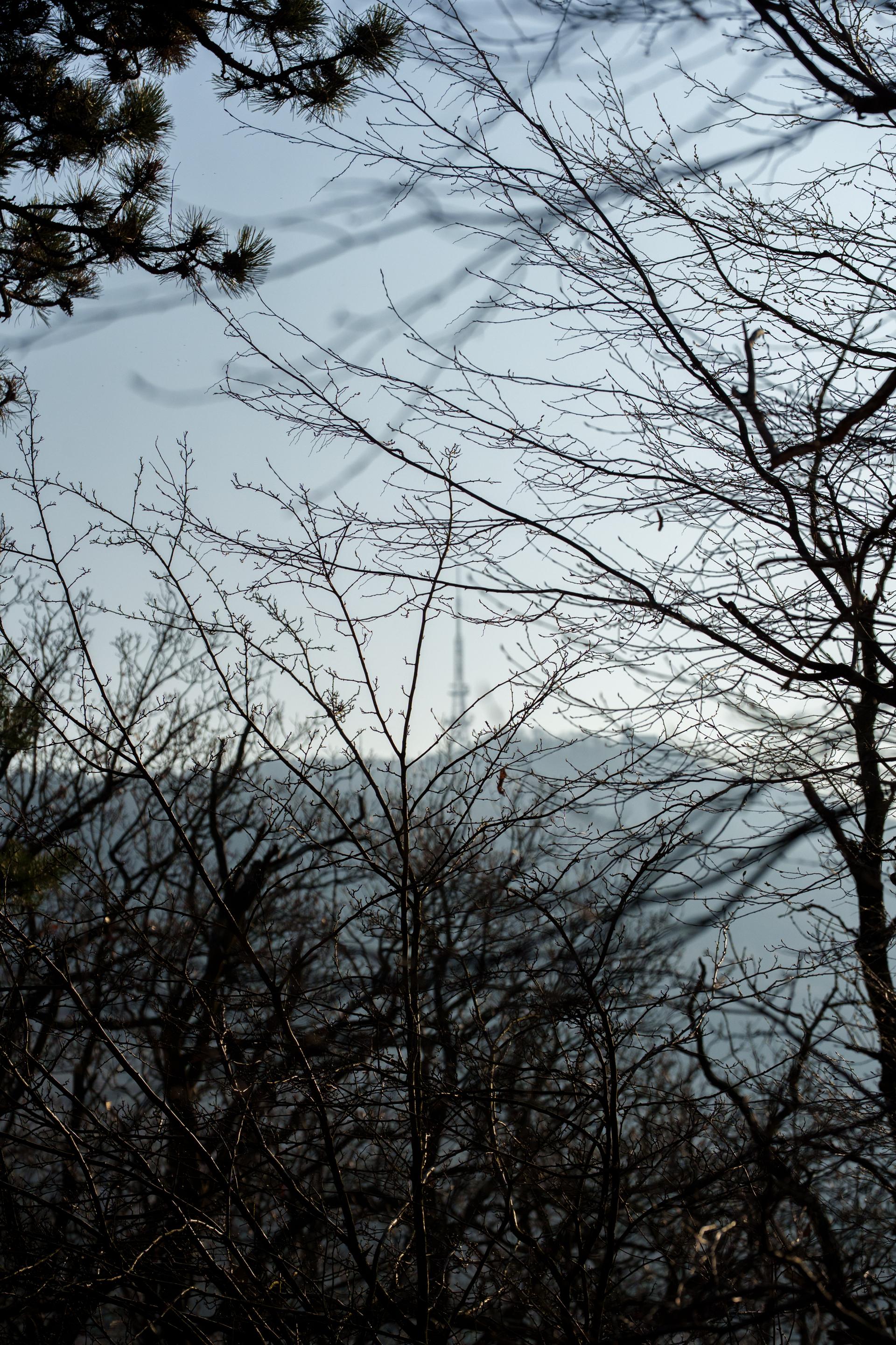 Subtelny widok na wieżę wyłaniającą się zza gęstwiny nagich gałęzi w mglisty, zimowy dzień.