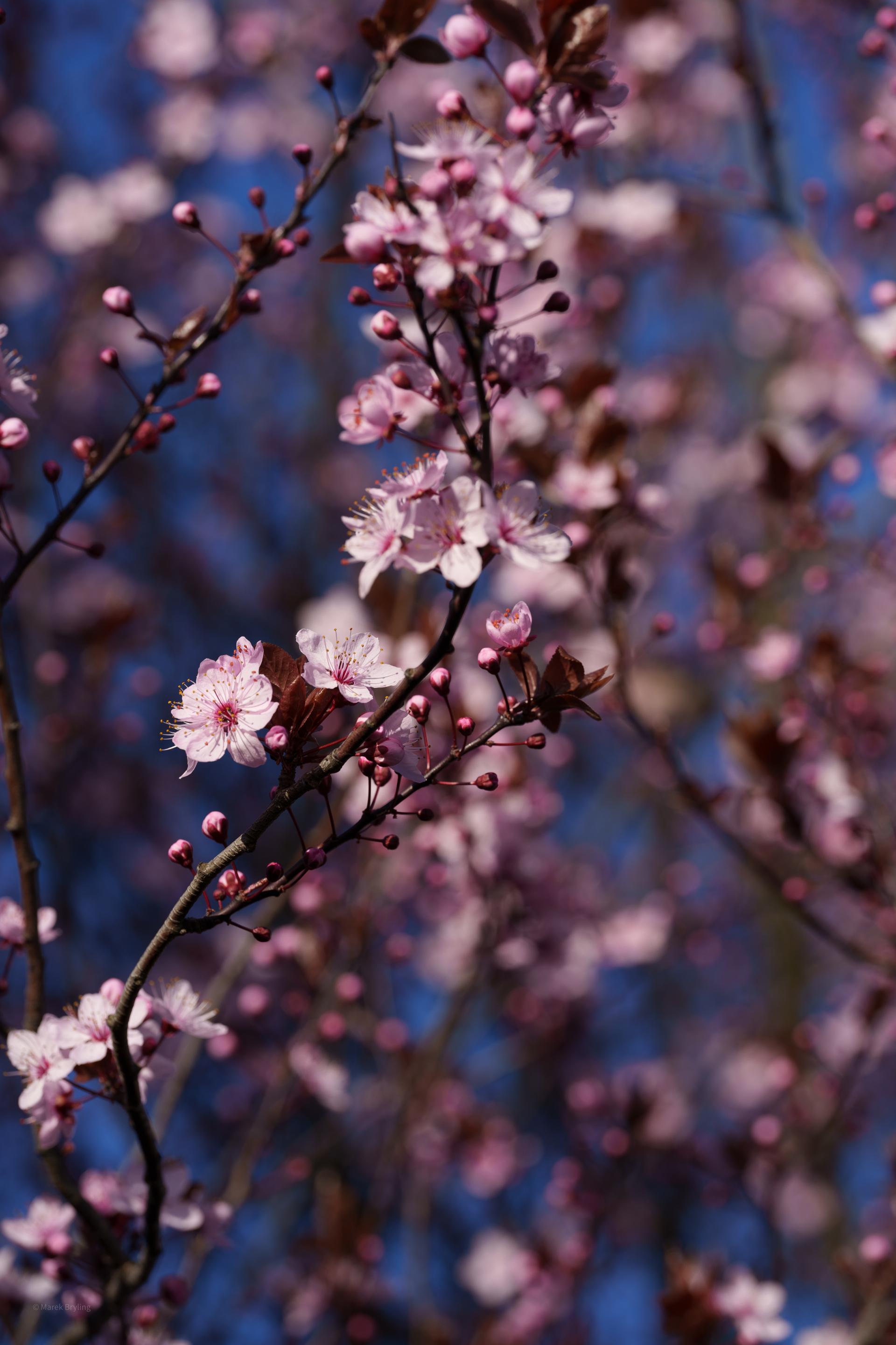 Zbliżenie na delikatne różowe kwiaty wiśni kwitnące na tle czystego, błękitnego nieba w marcowy poranek.