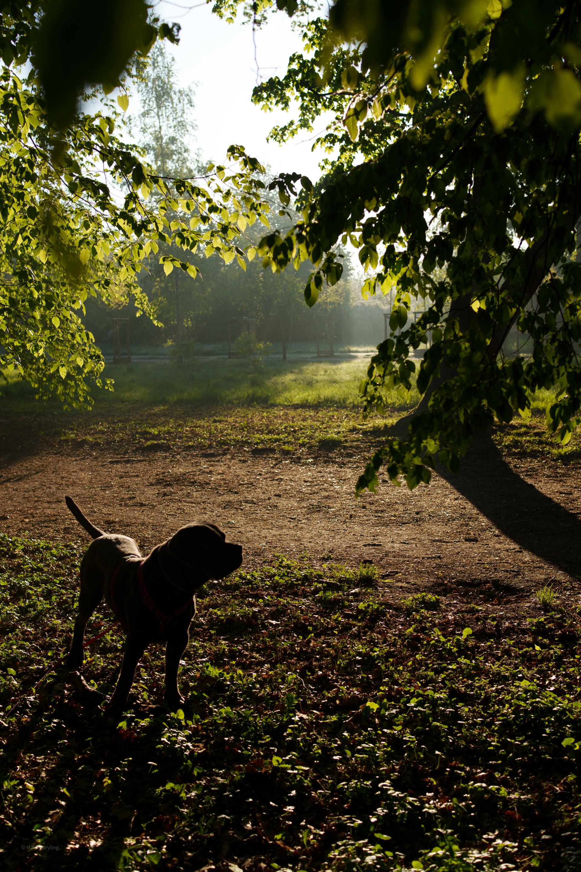 Nastrojowa sylwetka psa uchwycona o poranku, na tle wschodzącego słońca i delikatnej mgły. Ciepłe światło przebija się przez gęste liście drzew, tworząc spokojną i magiczną atmosferę w lesie.
